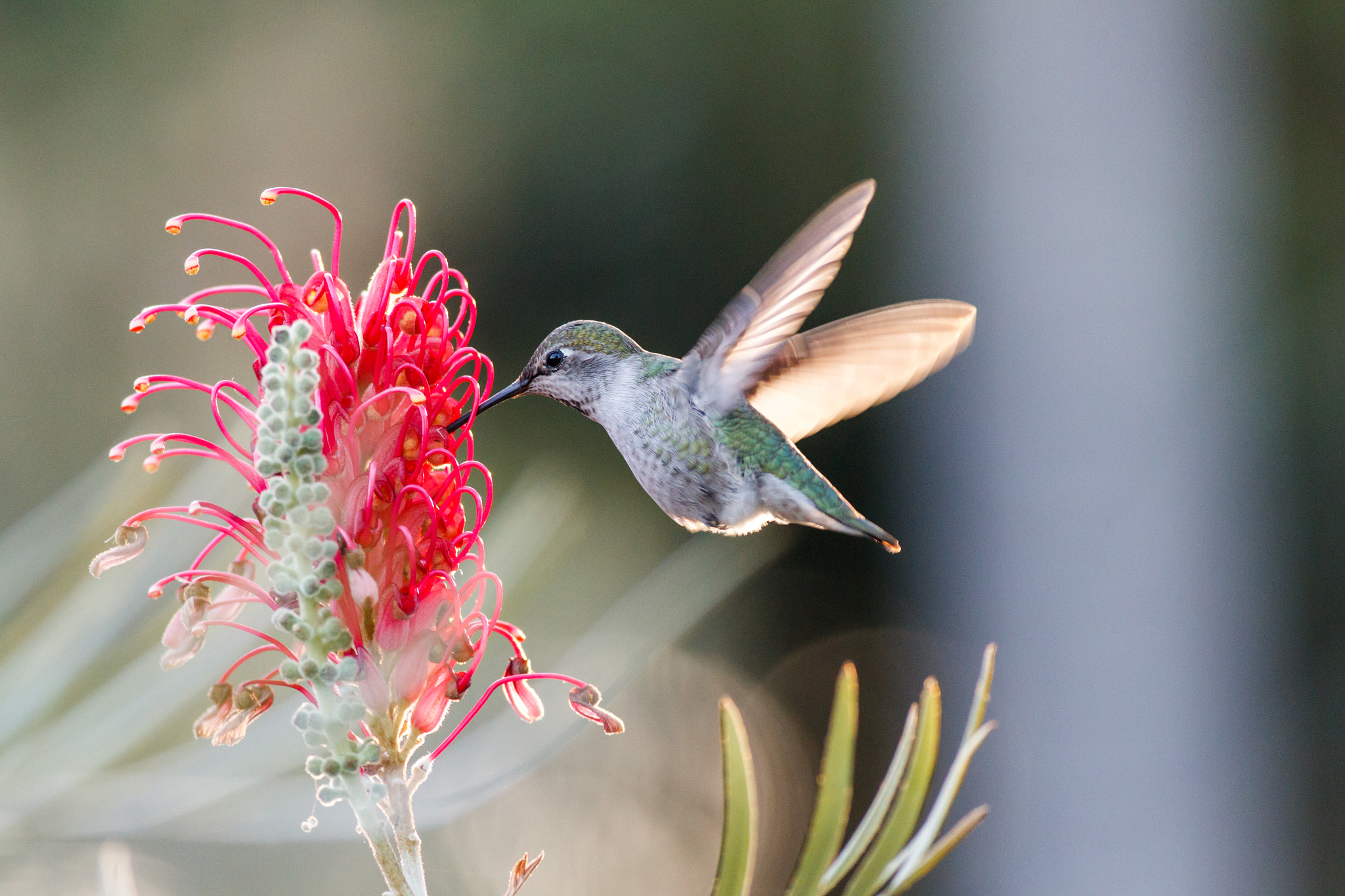 Canon EOS-1D Mark IV + Canon EF 400mm F5.6L USM sample photo. Hummingbird photography
