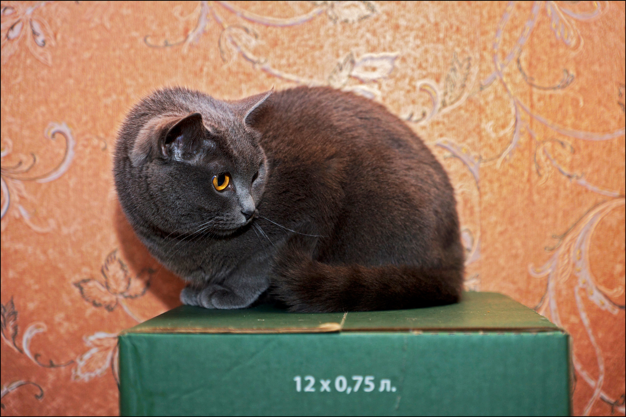 Sony SLT-A77 sample photo. Мася photography