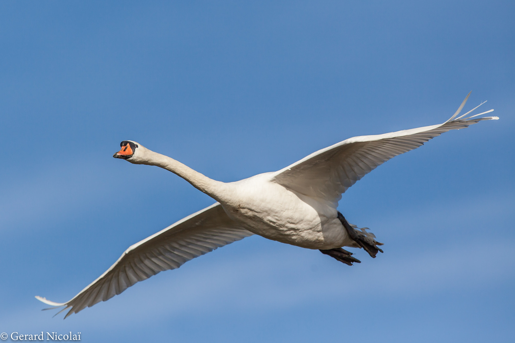 Canon EF 300mm F2.8L IS USM sample photo. Swan flying by photography