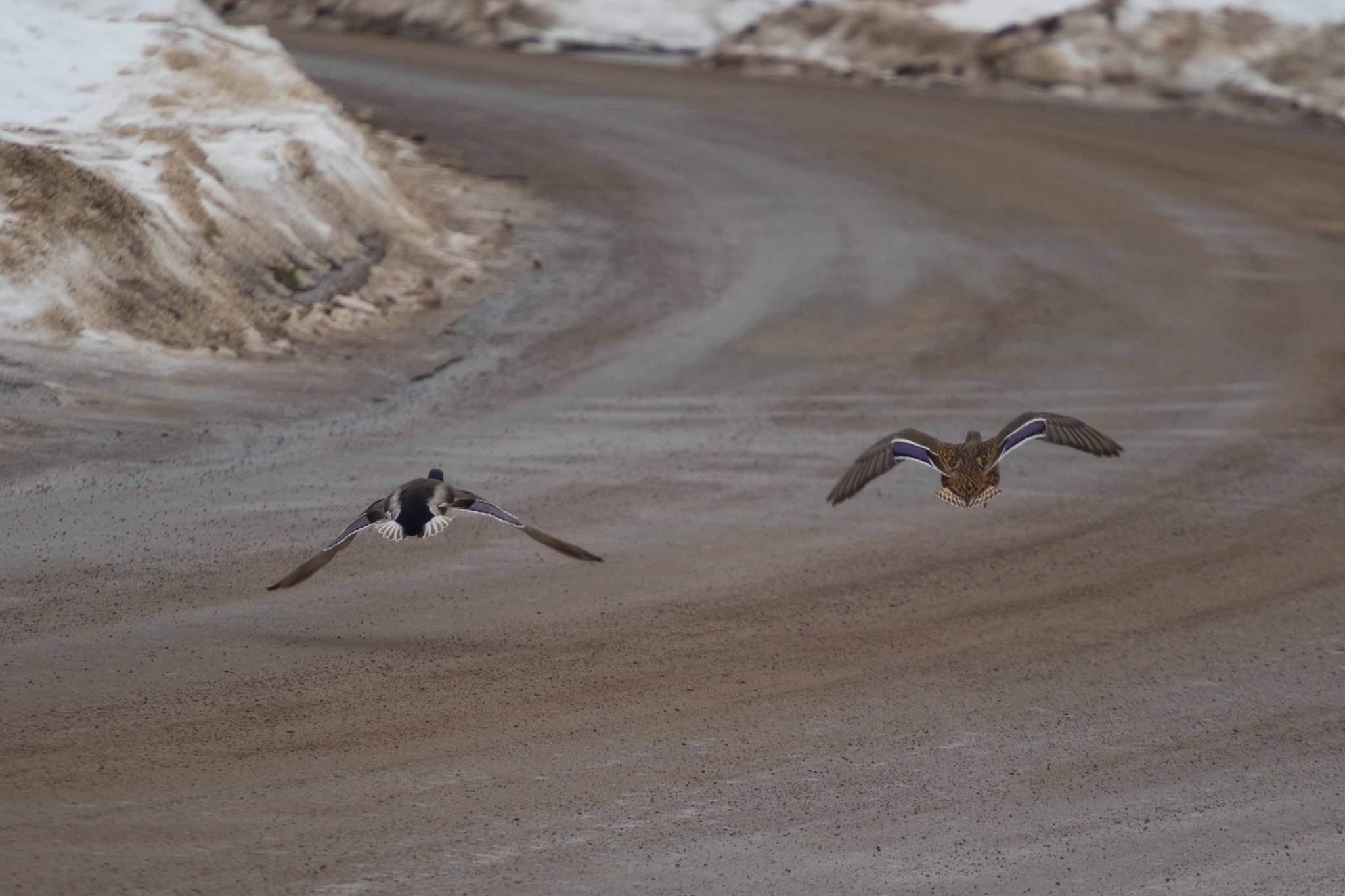 Canon EF 70-200mm F4L USM sample photo. Exceeding the speed limit photography