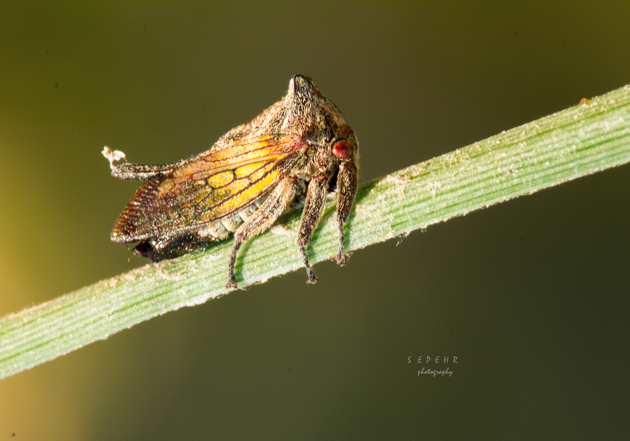 Canon EOS 1200D (EOS Rebel T5 / EOS Kiss X70 / EOS Hi) + Canon EF 100mm F2.8L Macro IS USM sample photo. Kargadan parande photography