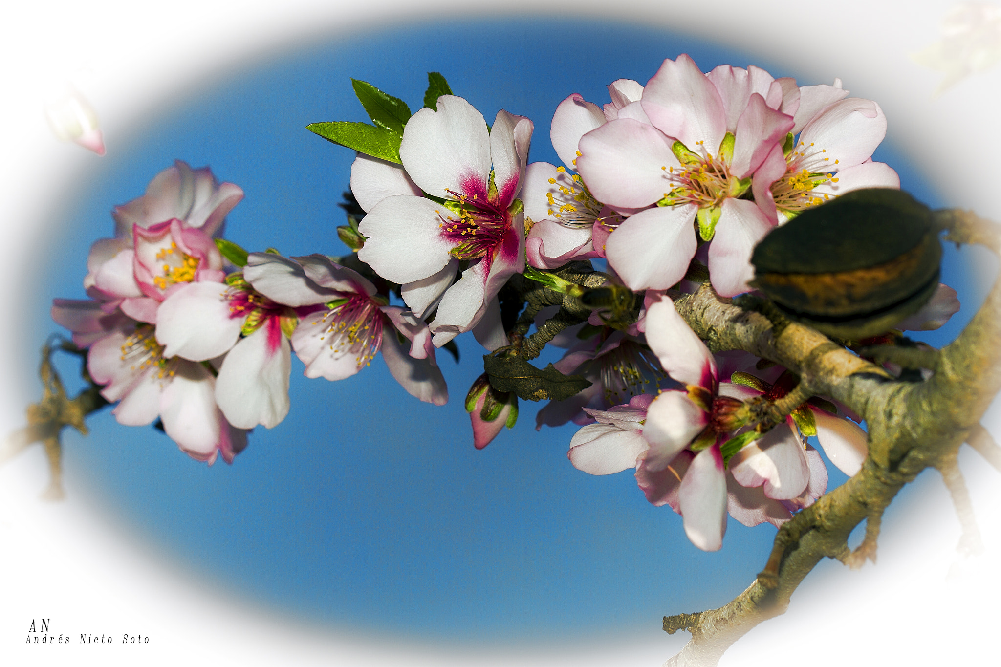 Canon EOS 7D + Canon EF 100mm F2.8 Macro USM sample photo. Flor de almendro photography