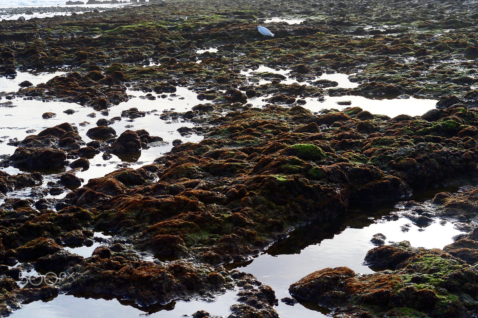 Nikon 1 S1 sample photo. Low tide opportunity photography