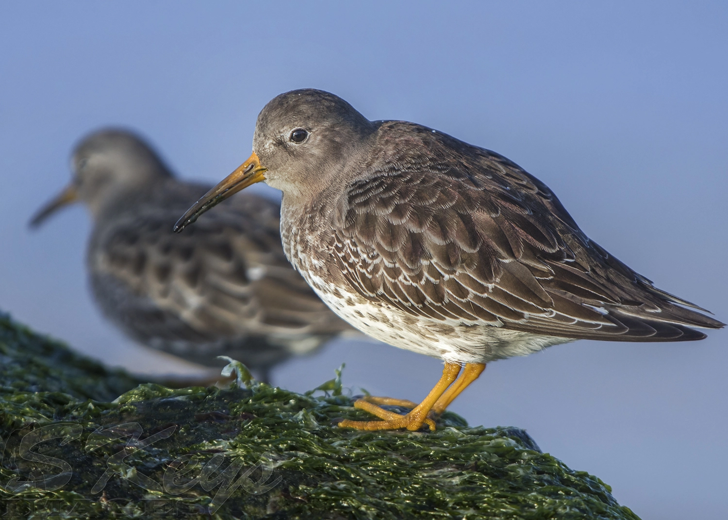 Nikon D7200 + Sigma 500mm F4.5 EX DG HSM sample photo. Purple pair (purple sandpiper) photography