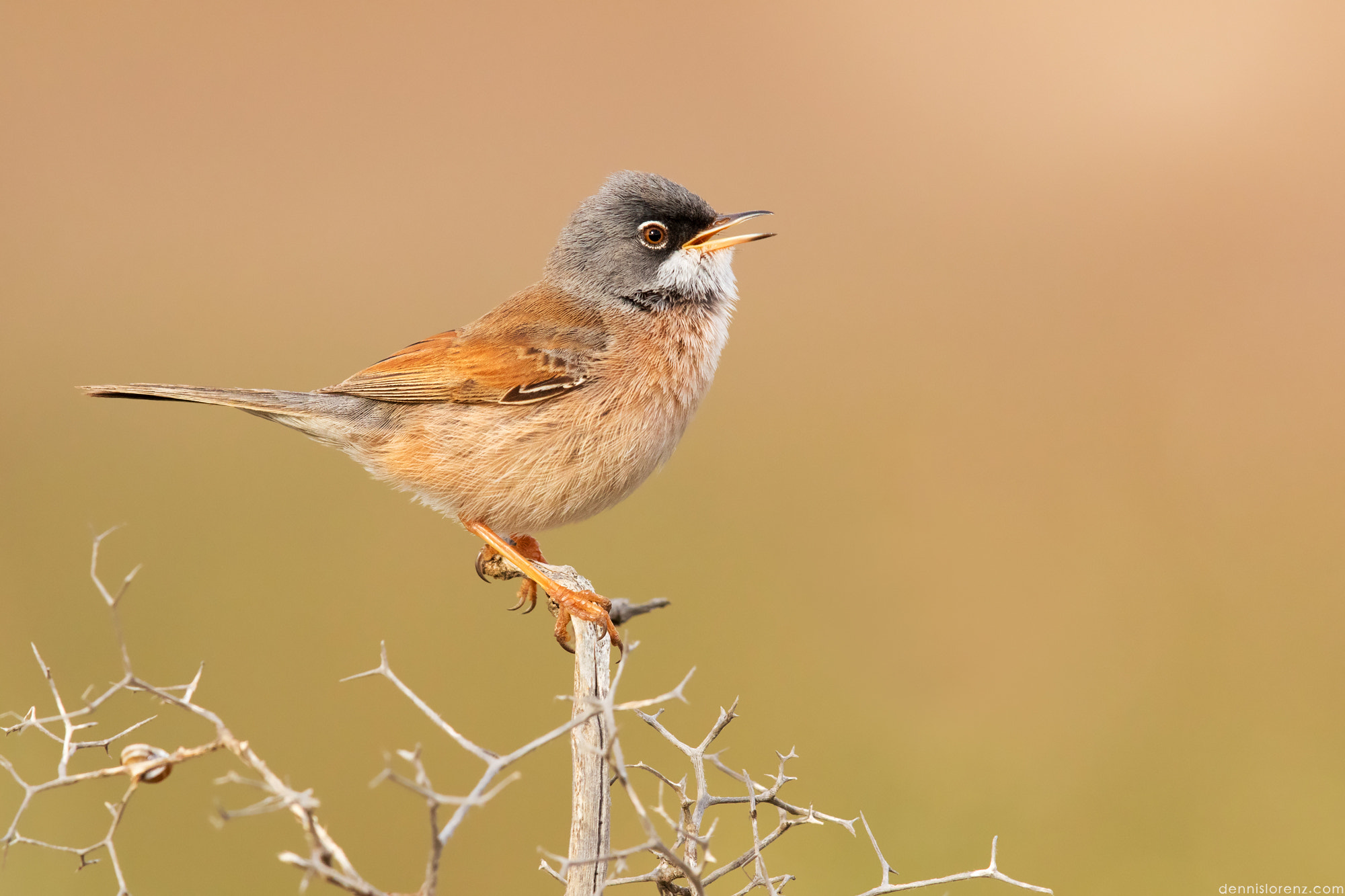 Canon EF 600mm F4L IS II USM sample photo. Spectacled warbler | brillengrasmücke photography