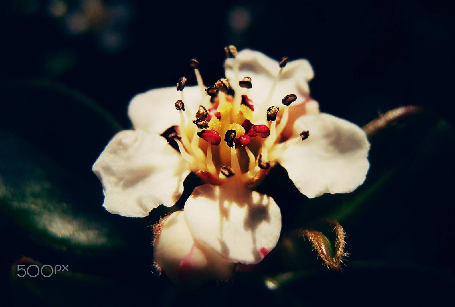 Olympus VR325,VR320,D725 sample photo. Stamens photography