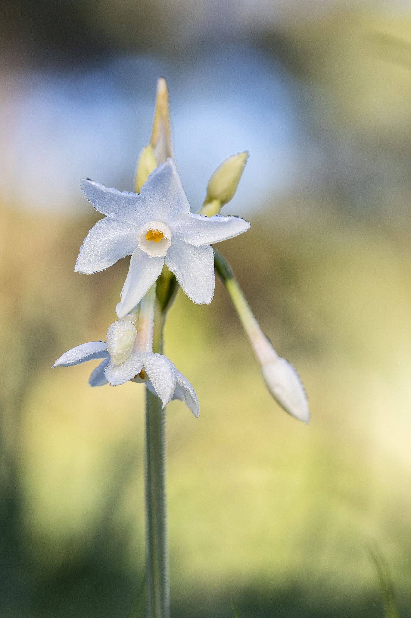 Canon EF 100mm F2.8 Macro USM sample photo. Narcissus papyraceus photography