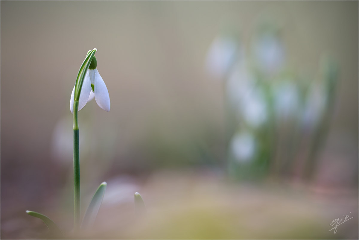 Sigma 150mm F2.8 EX DG OS Macro HSM sample photo. The orchestra conductor photography