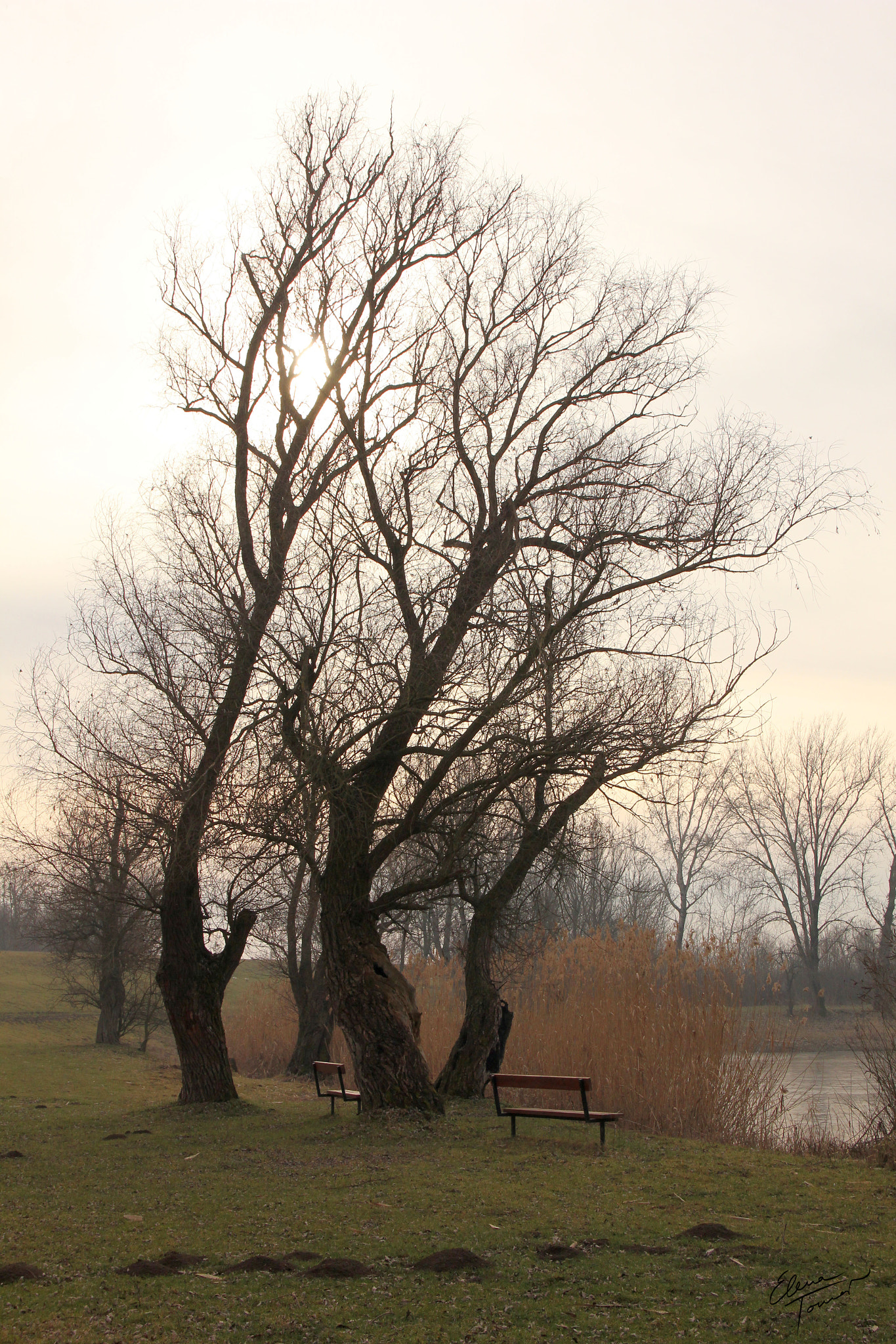 Canon EOS 550D (EOS Rebel T2i / EOS Kiss X4) sample photo. Winter stillness photography