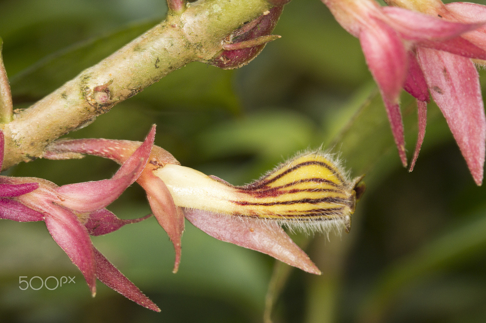 Canon EOS 60D + Canon EF 100mm F2.8 Macro USM sample photo. Flower photography