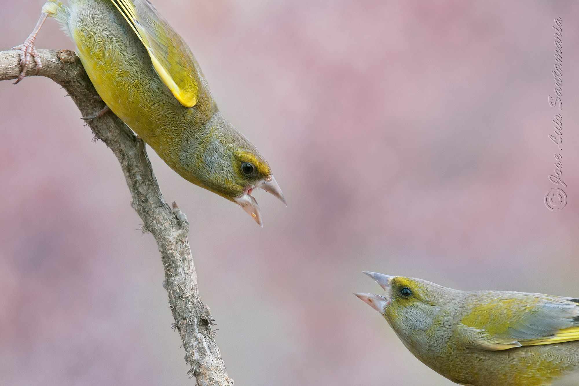 Nikon D300S + Sigma 50-500mm F4-6.3 EX APO RF HSM sample photo. Acción... photography