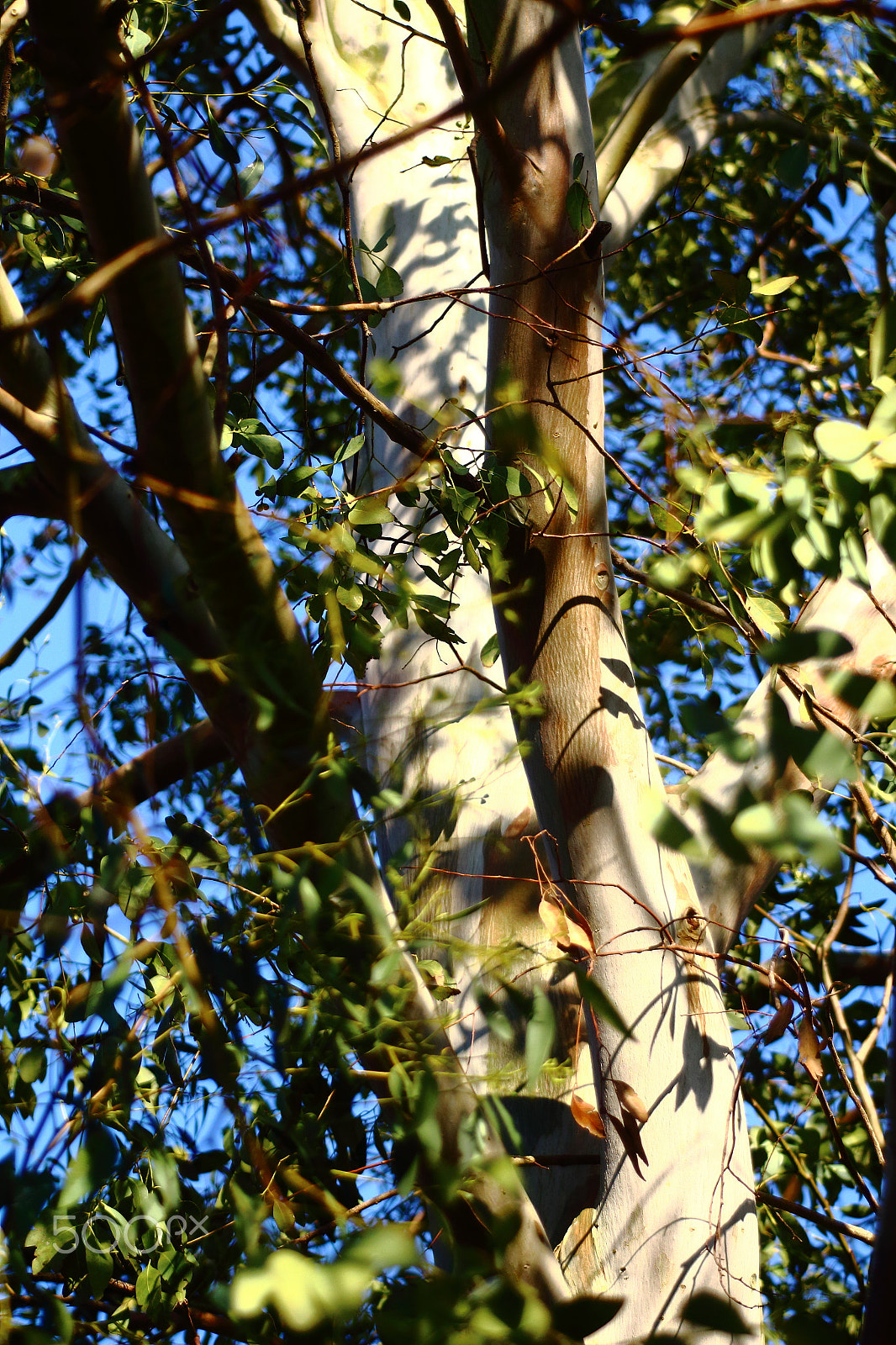 Canon EF 80-200mm F4.5-5.6 II sample photo. Eucalipthus tree photography