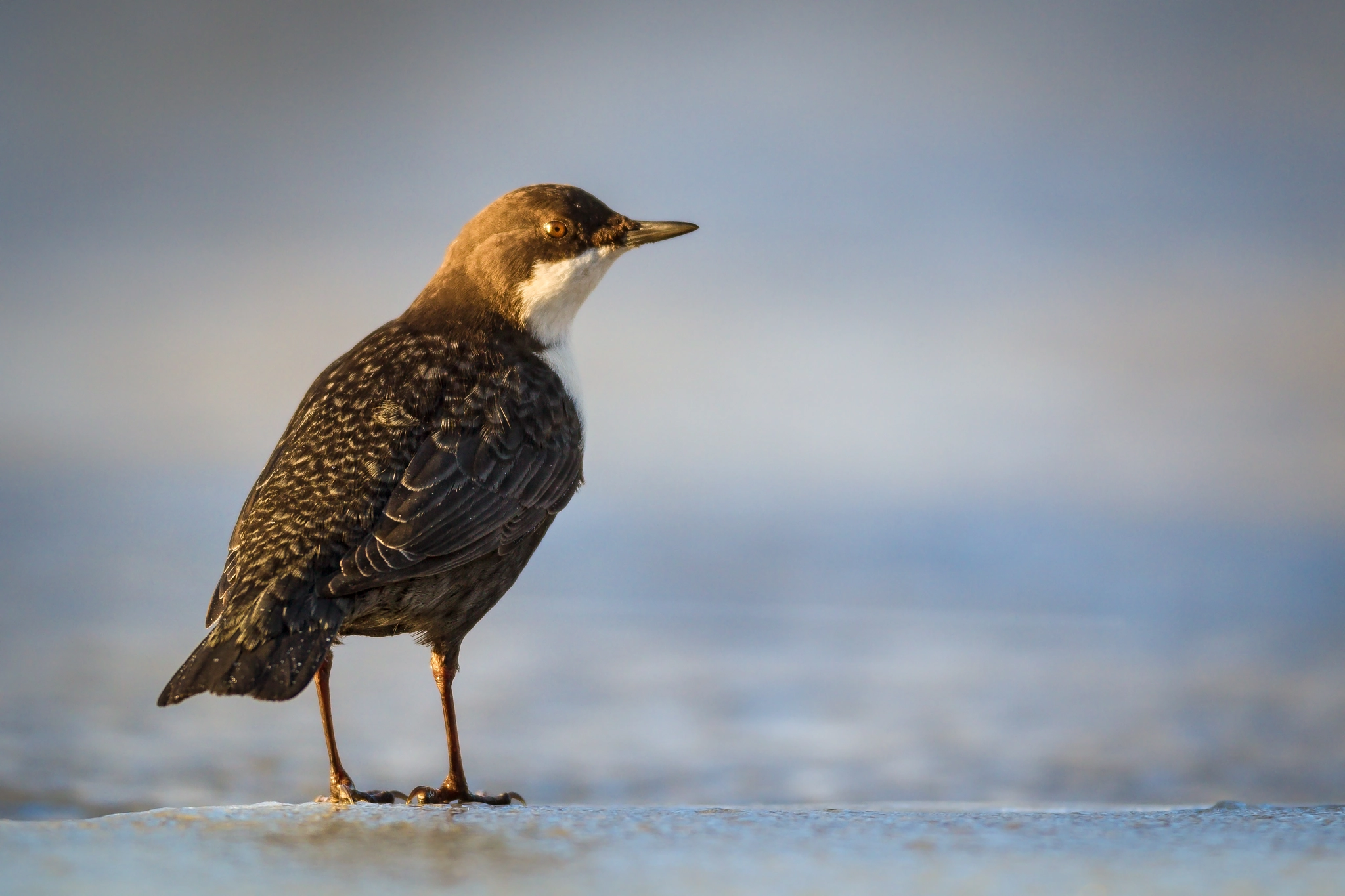 Canon EF 600mm f/4L IS sample photo. Dipper photography