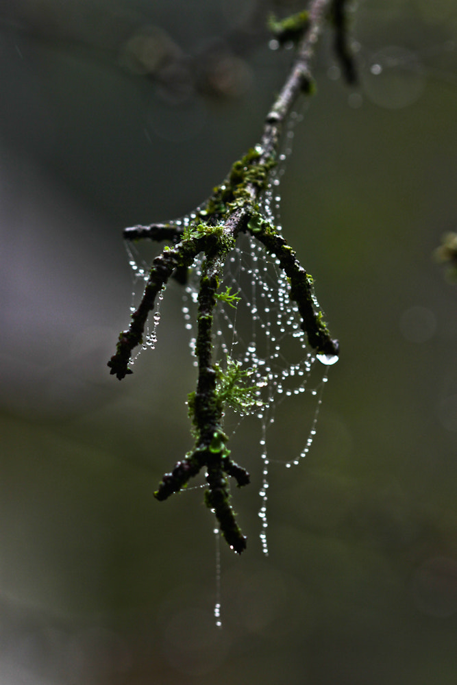 Canon EOS 7D + Canon EF 100mm F2.8 Macro USM sample photo. Dripping with diamonds photography