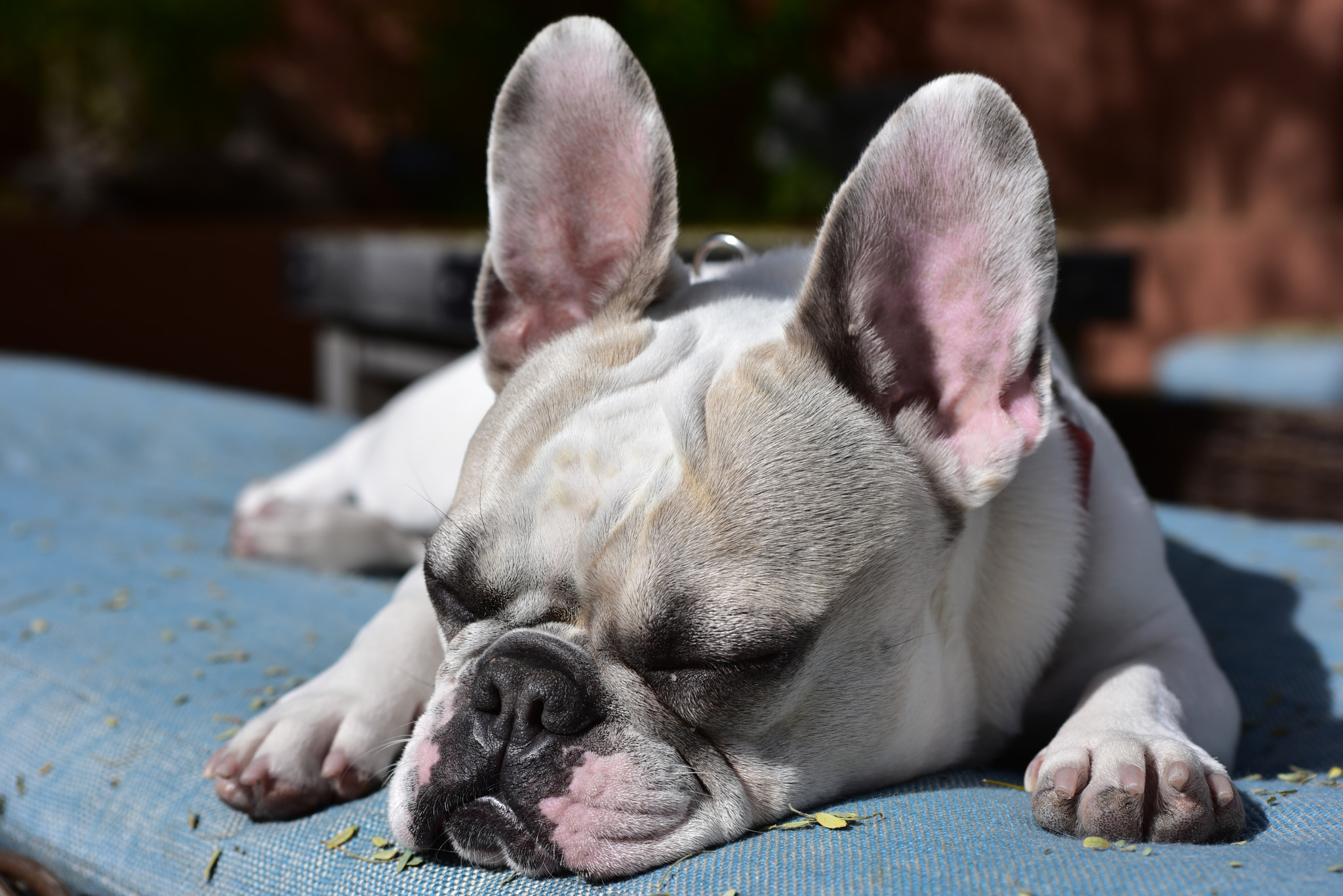 Nikon D810 + AF Zoom-Nikkor 35-70mm f/2.8D sample photo. Bella at rest photography