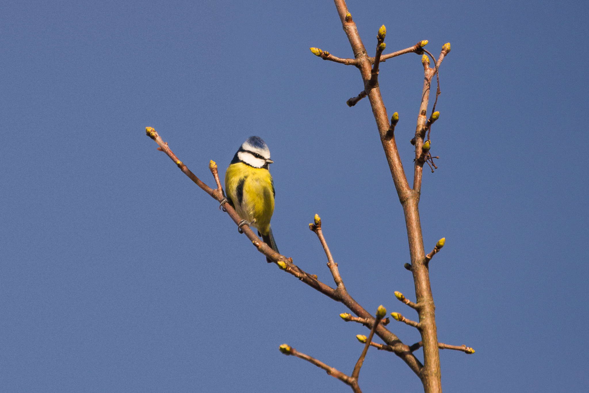 Canon EOS 550D (EOS Rebel T2i / EOS Kiss X4) + Canon EF 70-300mm F4.5-5.6 DO IS USM sample photo. Blue tit in the sunshine photography