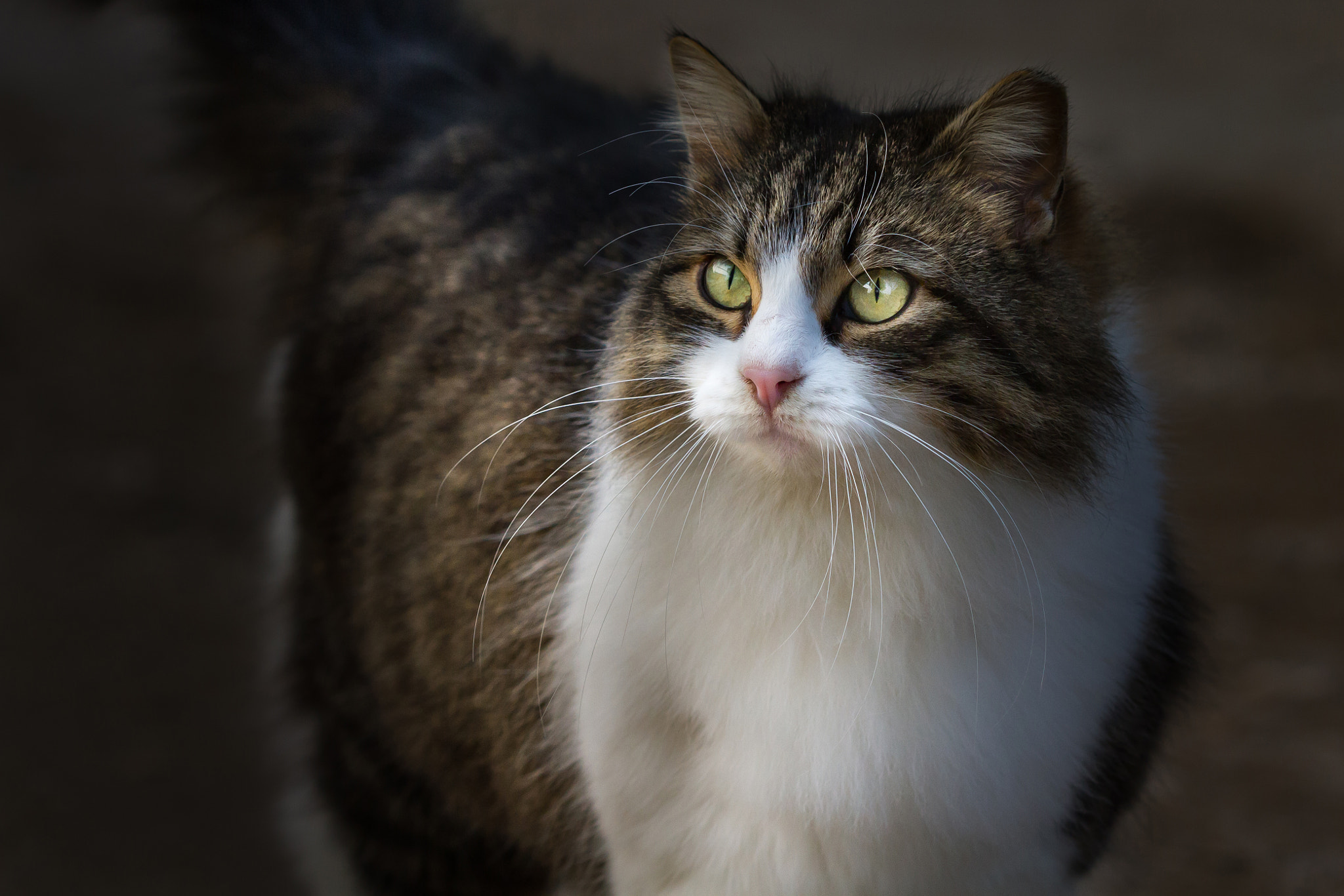 Canon EOS 7D + Canon EF 100mm F2.8 Macro USM sample photo. Cats #1 photography