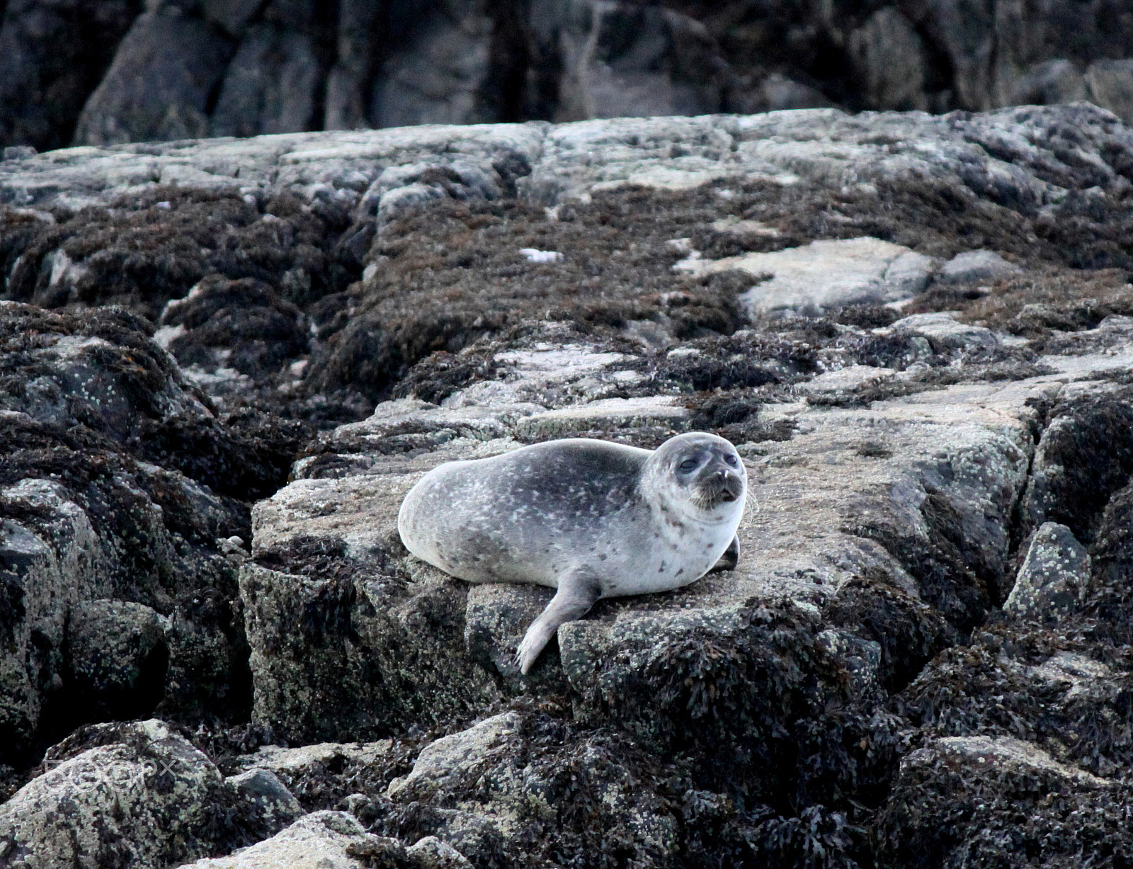 Canon EF-S 55-250mm F4-5.6 IS II sample photo. Baby harbour seal photography
