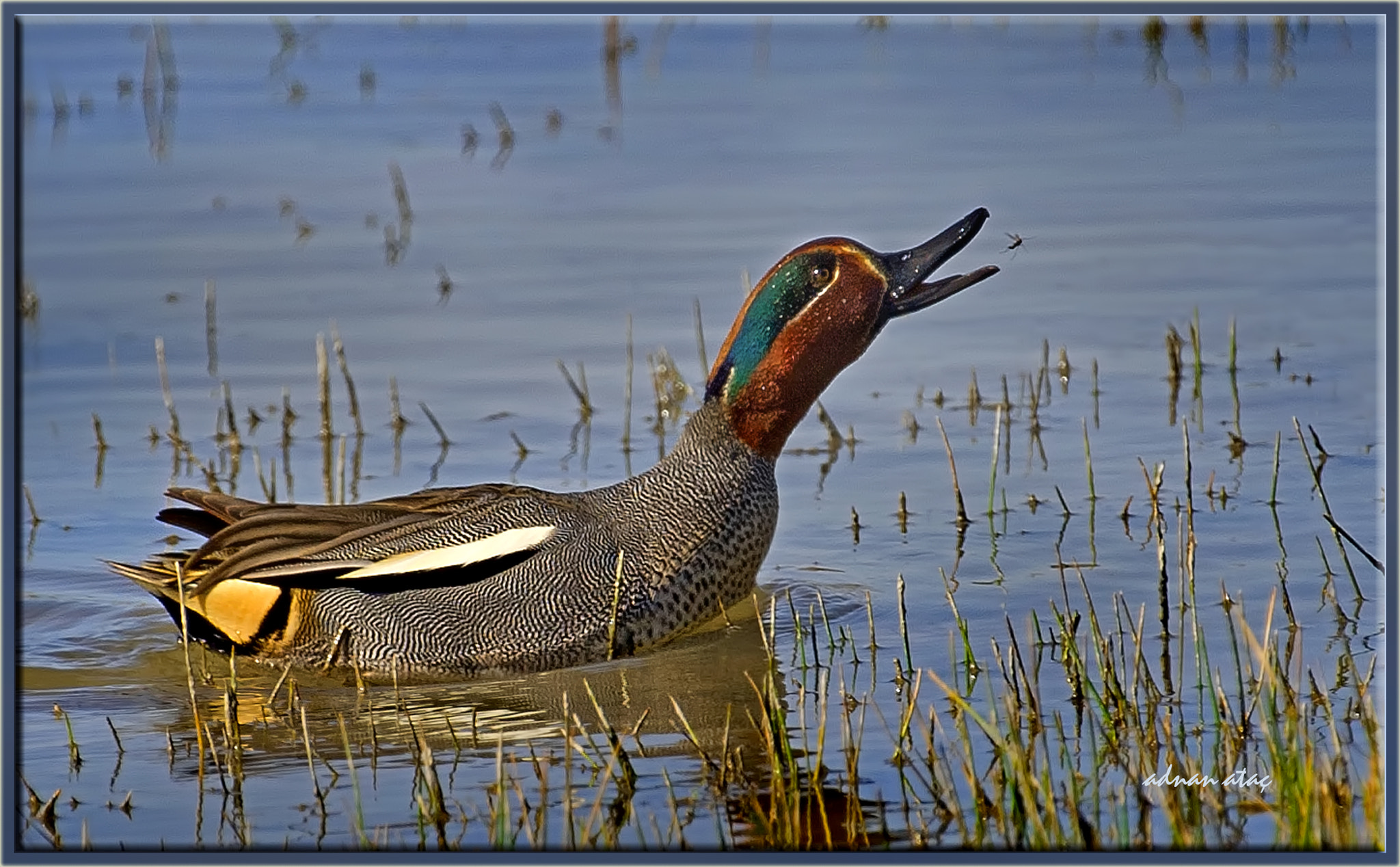 Nikon D3S + Sigma 300-800mm F5.6 EX DG HSM sample photo. Çamurcun - anas crecca - eurasian teal photography