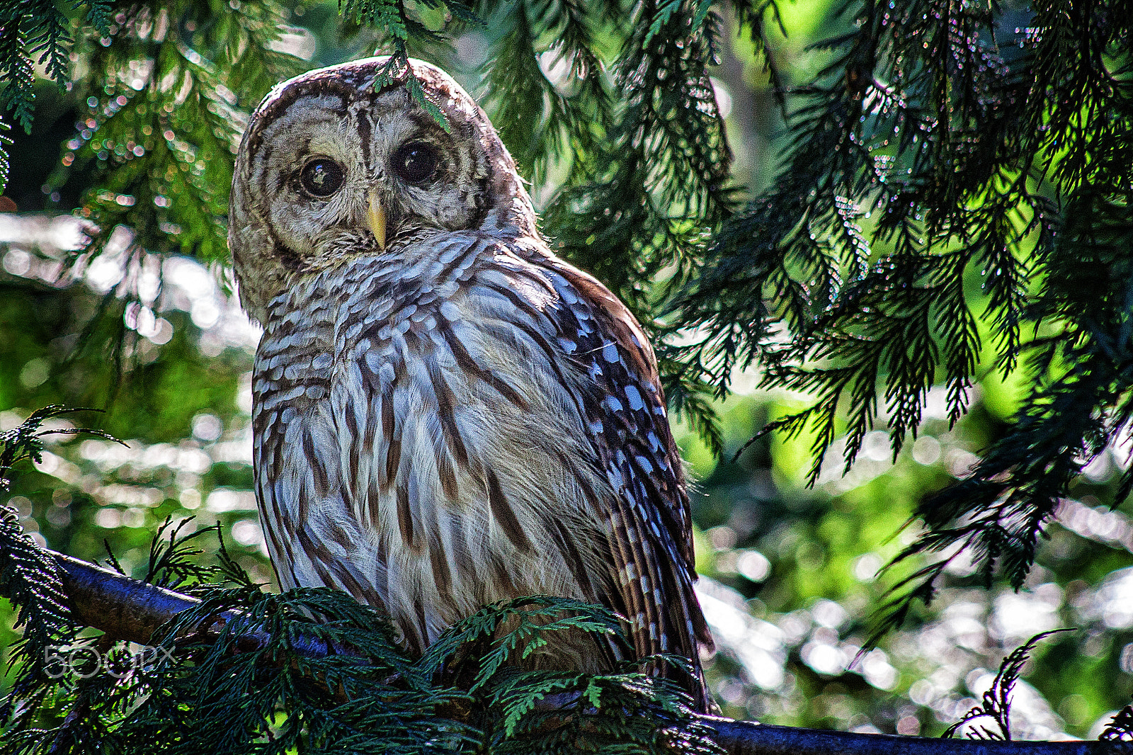 Canon EF 75-300mm f/4-5.6 USM sample photo. Barred owl photography