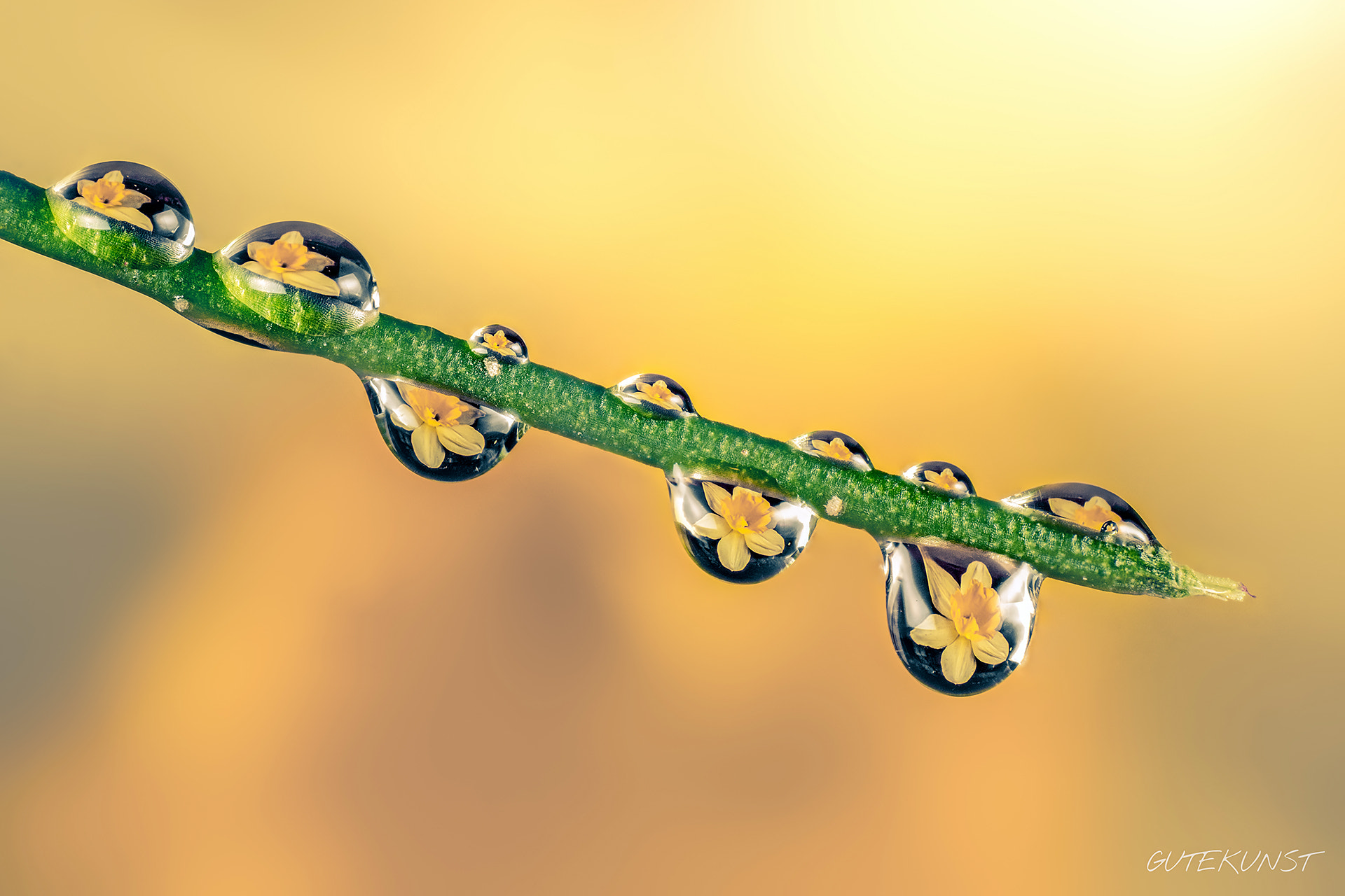 Sony ILCA-77M2 + Tamron SP AF 90mm F2.8 Di Macro sample photo. Waterdrops with narcissus n°1 photography