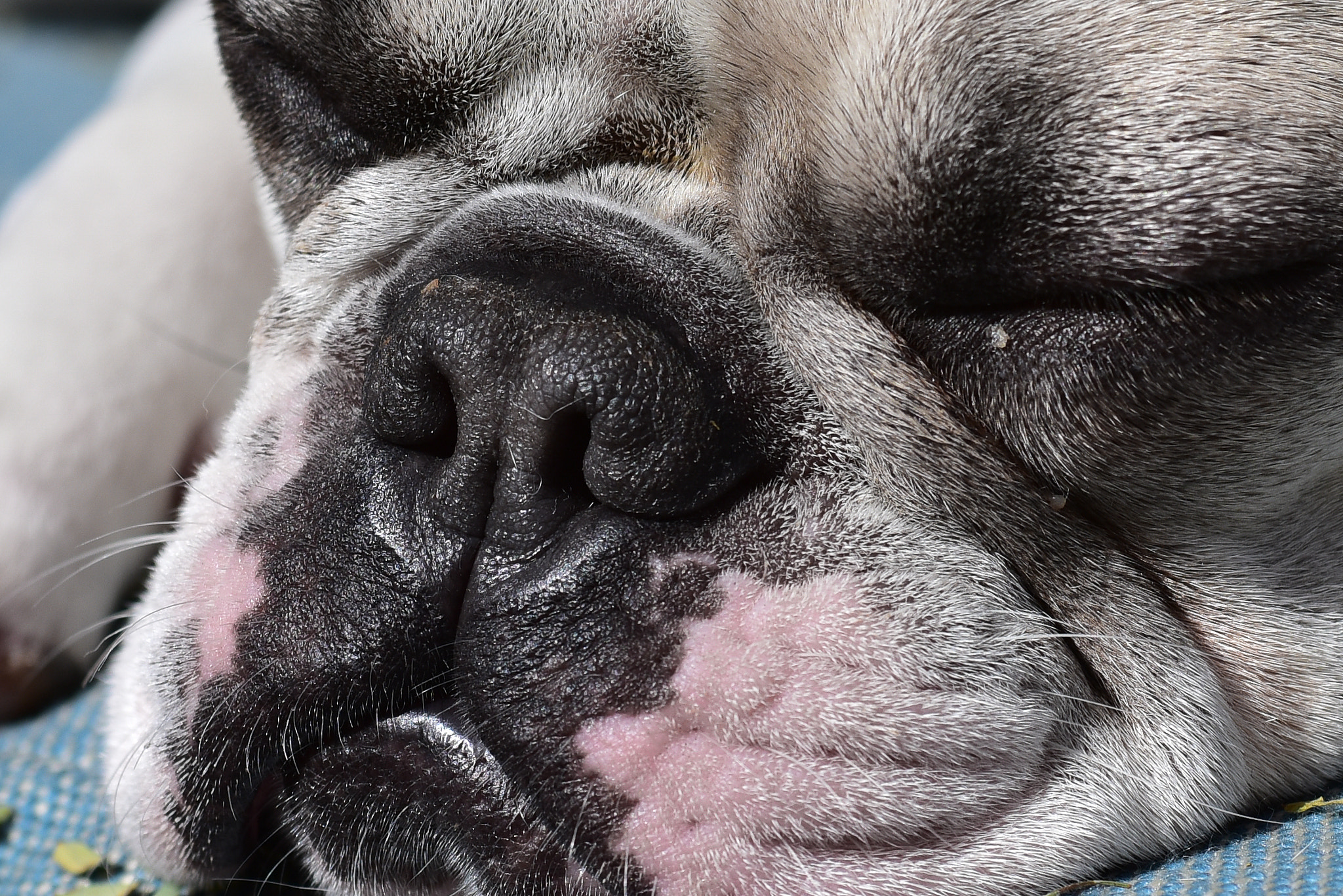 Nikon D810 + AF Zoom-Nikkor 35-70mm f/2.8D sample photo. Bella's mug photography