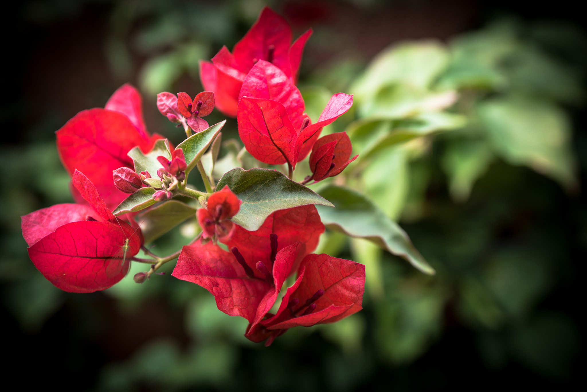 Nikon D810 + AF Zoom-Nikkor 35-70mm f/2.8D sample photo. Reach photography