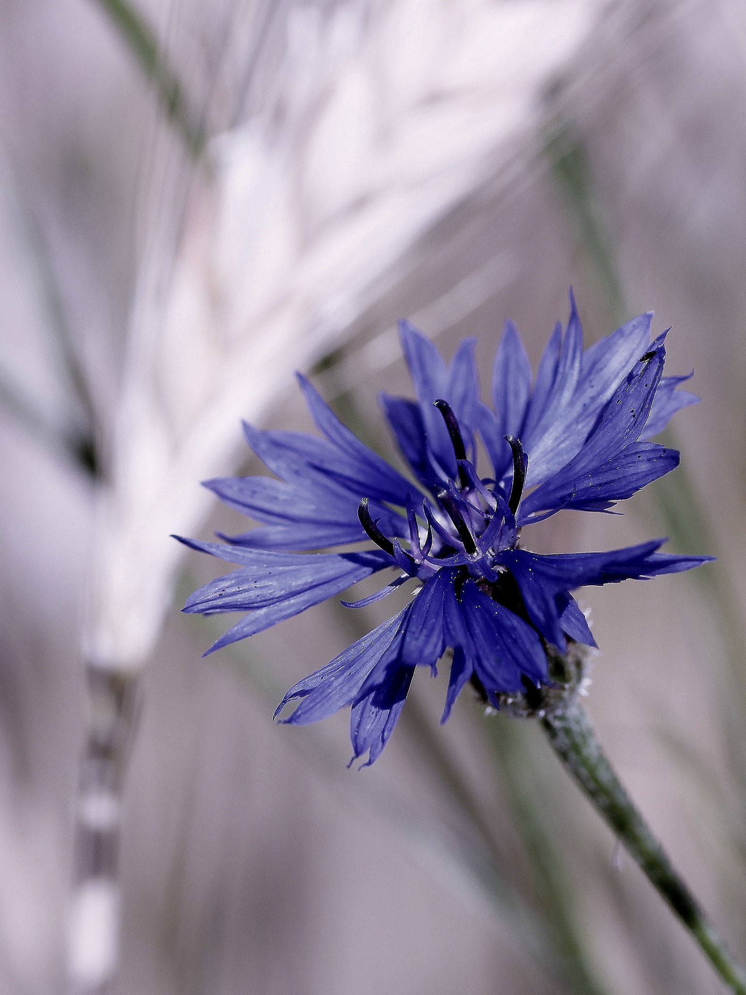 Canon EOS 550D (EOS Rebel T2i / EOS Kiss X4) + Tamron SP AF 90mm F2.8 Di Macro sample photo. Cornflower photography