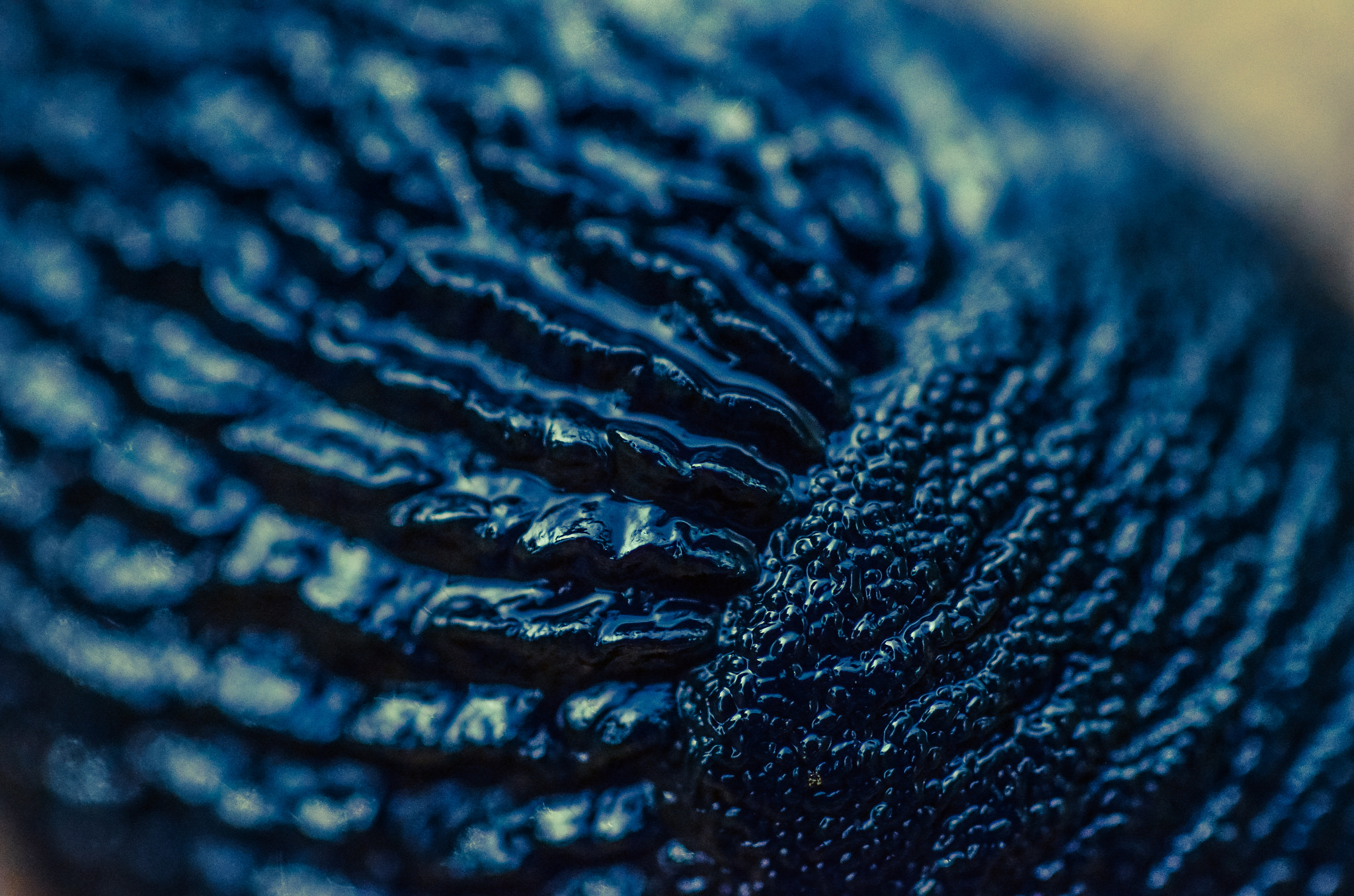 Nikon D7000 + Sigma 50mm F2.8 EX DG Macro sample photo. Garden abstract photography