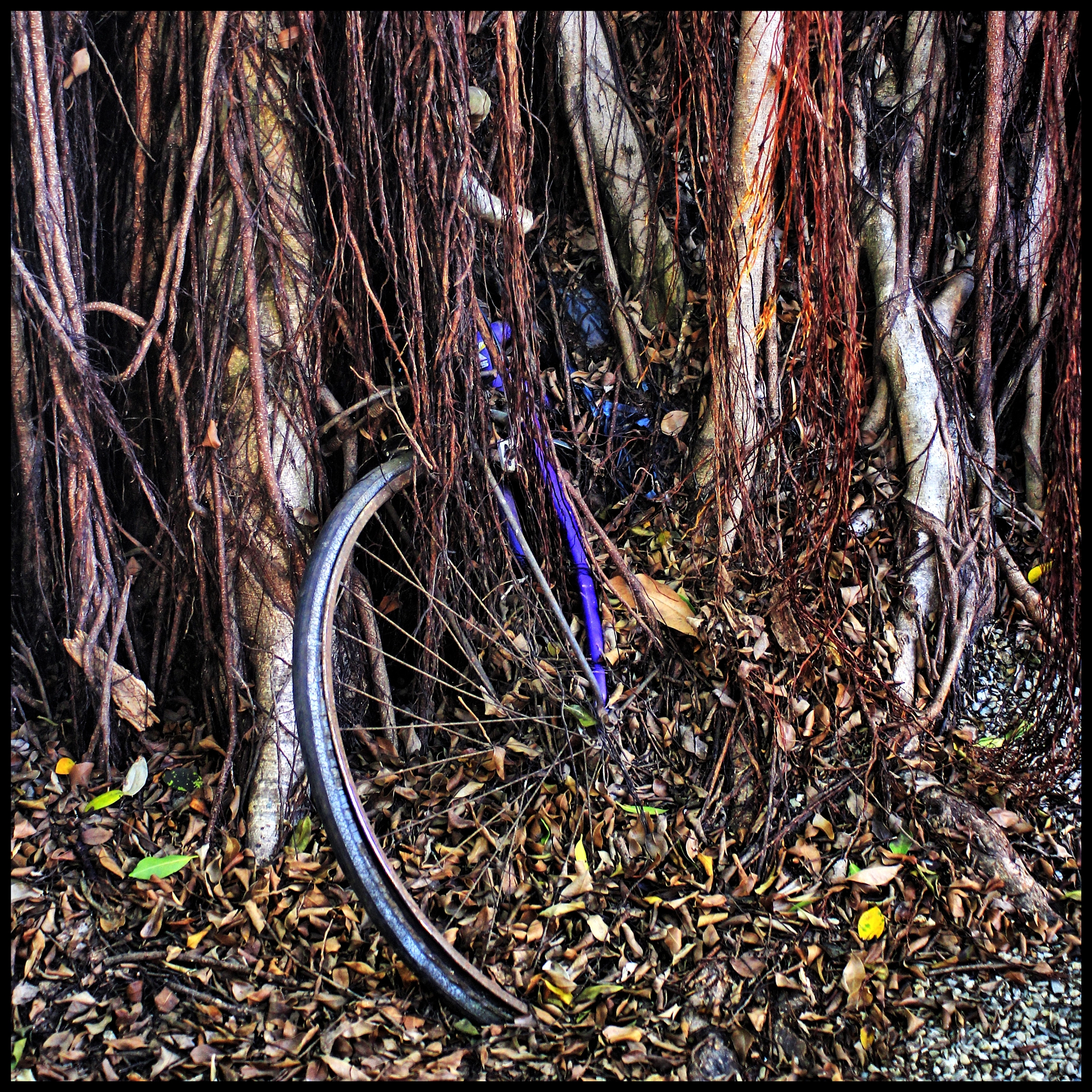 Canon EF 28-80mm f/3.5-5.6 sample photo. The power of nature photography