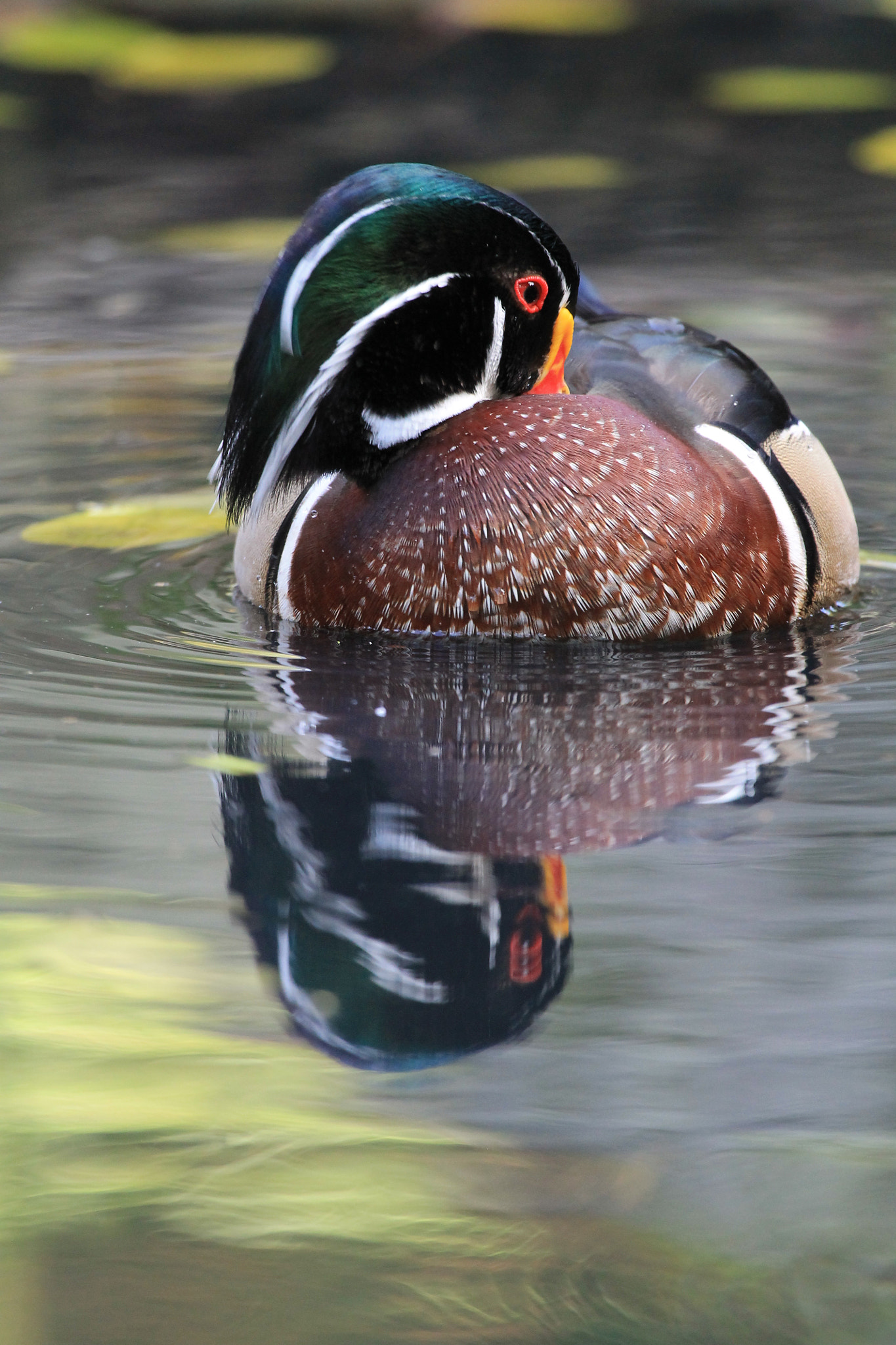 Canon EF 100-400mm F4.5-5.6L IS USM sample photo. Img_1386.jpg photography