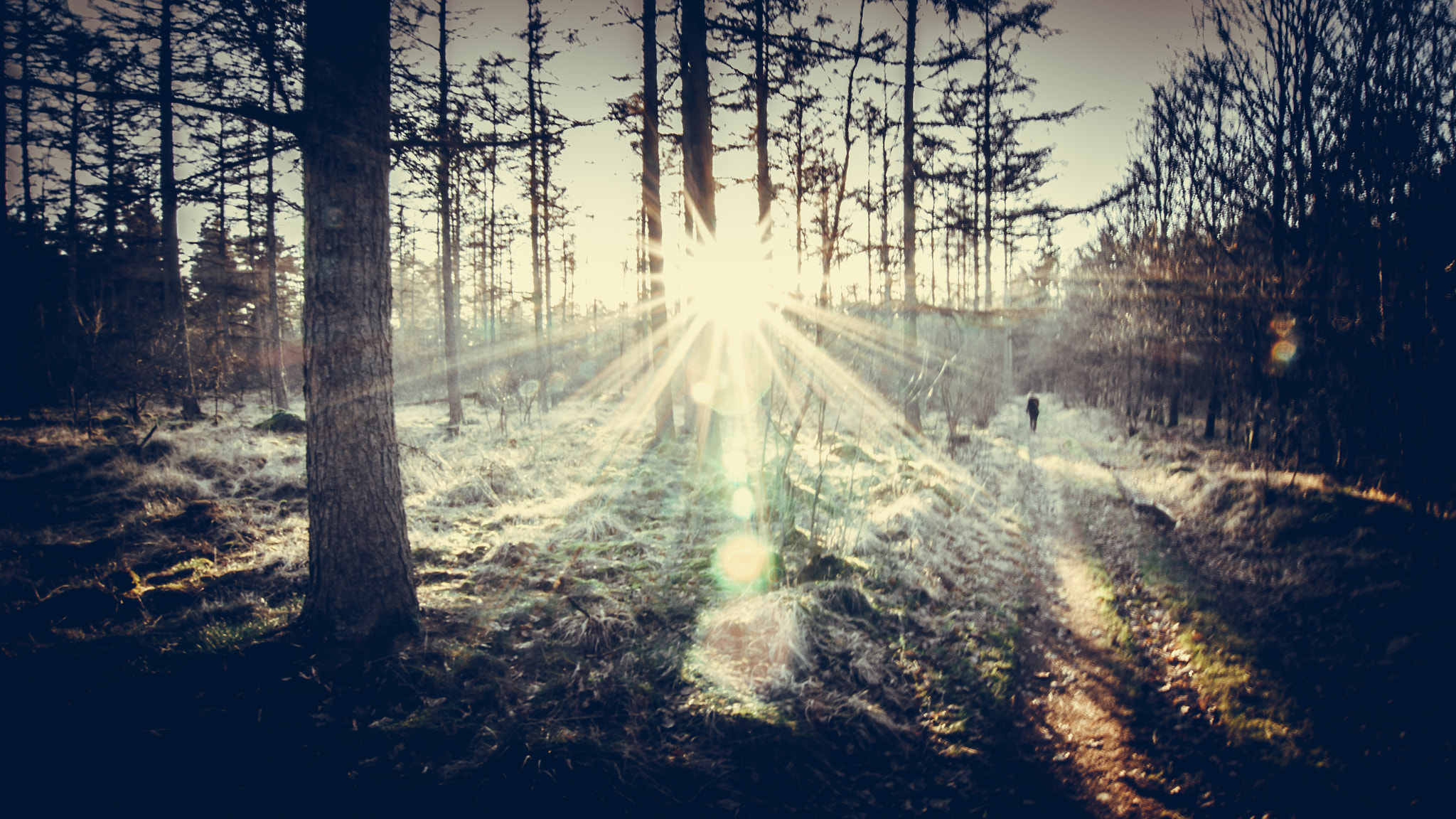 Tokina AT-X Pro 12-24mm F4 (IF) DX sample photo. Deep in the woods photography