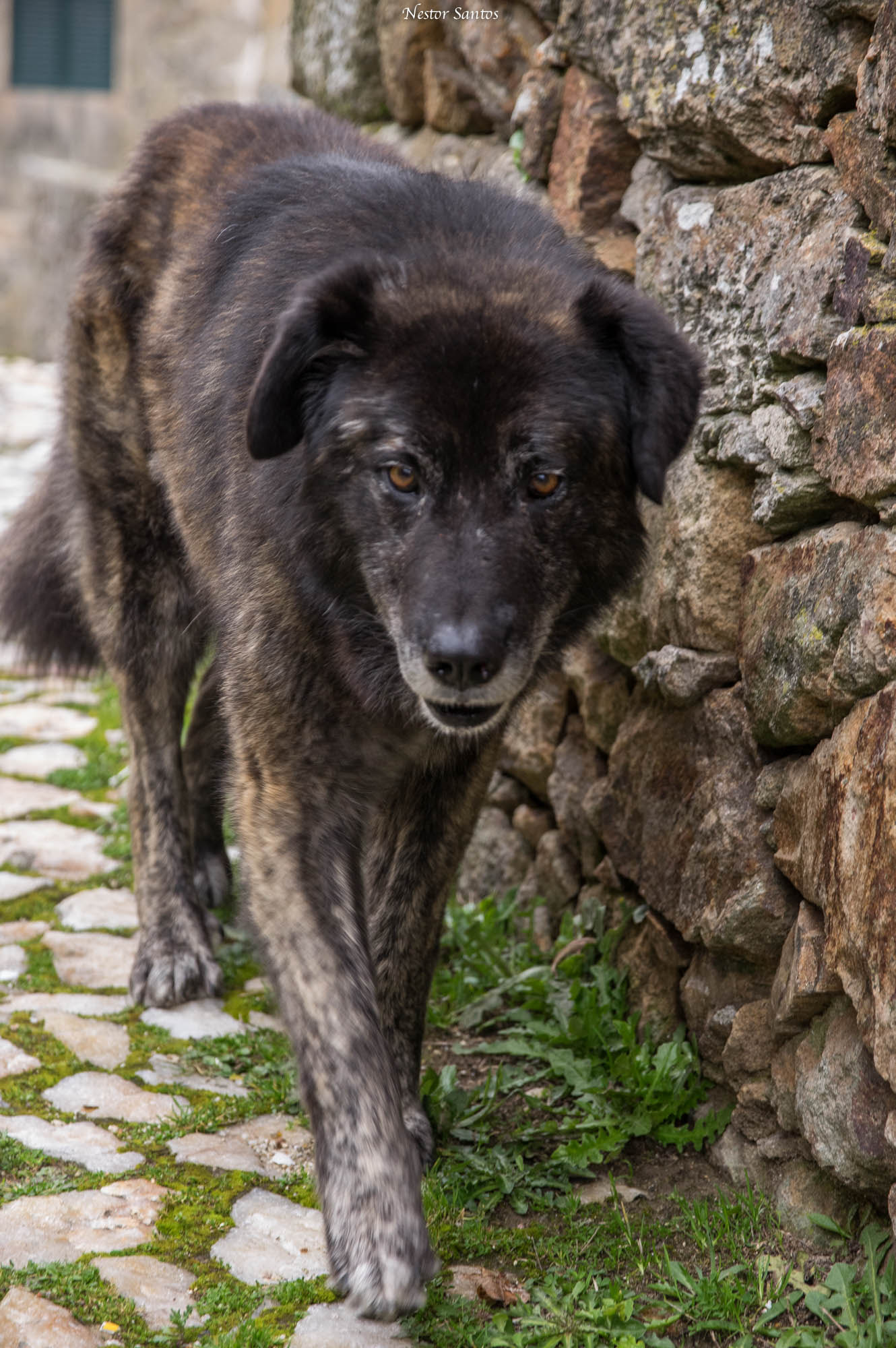 Sigma 17-70mm F2.8-4 DC Macro HSM Contemporary sample photo. Estrela shepherd photography