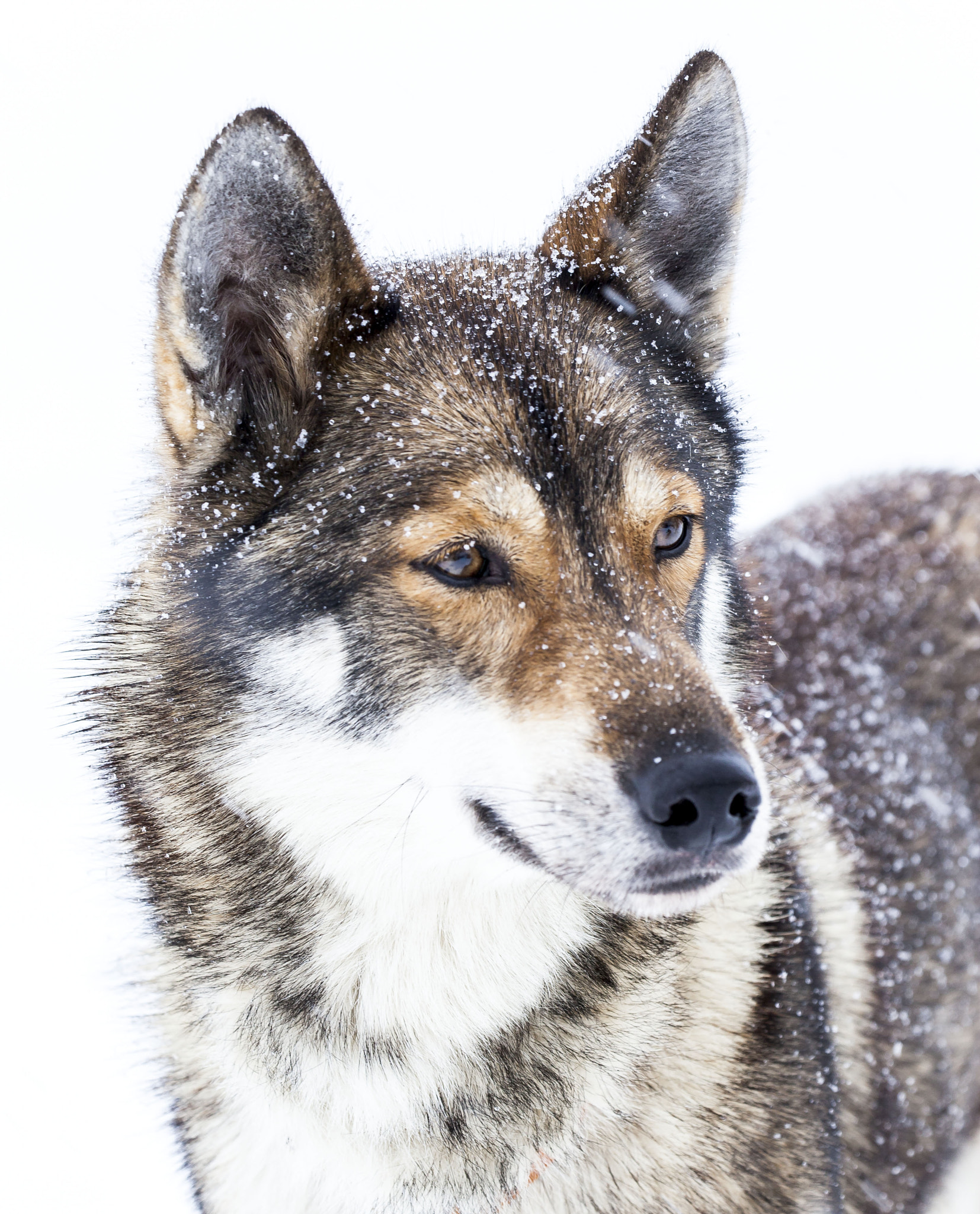 Canon EF 100-400mm F4.5-5.6L IS II USM sample photo. Sled dog photography