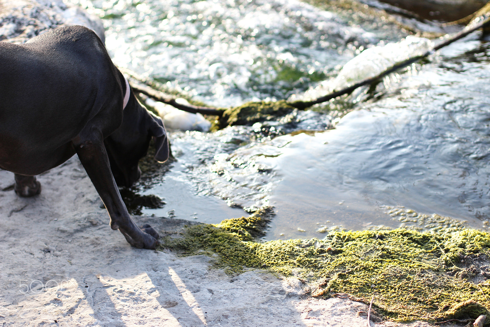 Canon EOS 1200D (EOS Rebel T5 / EOS Kiss X70 / EOS Hi) + Canon EF 50mm F1.4 USM sample photo. Dog at the creek photography