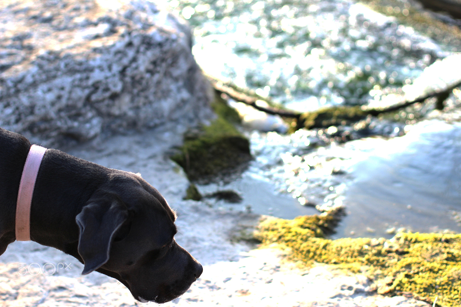 Canon EOS 1200D (EOS Rebel T5 / EOS Kiss X70 / EOS Hi) + Canon EF 50mm F1.4 USM sample photo. Dog at the creek 2 photography