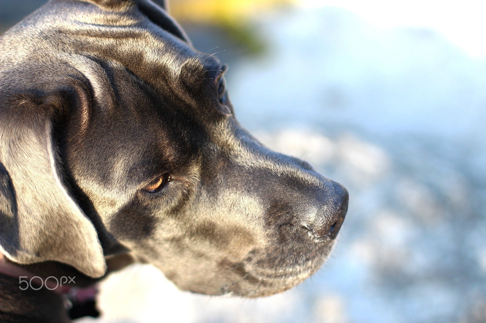 Canon EOS 1200D (EOS Rebel T5 / EOS Kiss X70 / EOS Hi) + Canon EF 50mm F1.4 USM sample photo. Dog at the creek 4 photography