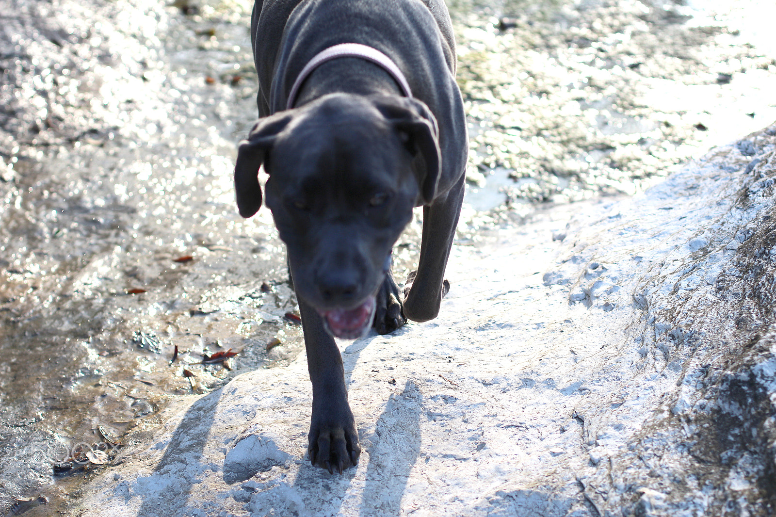 Canon EOS 1200D (EOS Rebel T5 / EOS Kiss X70 / EOS Hi) + Canon EF 50mm F1.4 USM sample photo. Dog at the creek 5 photography