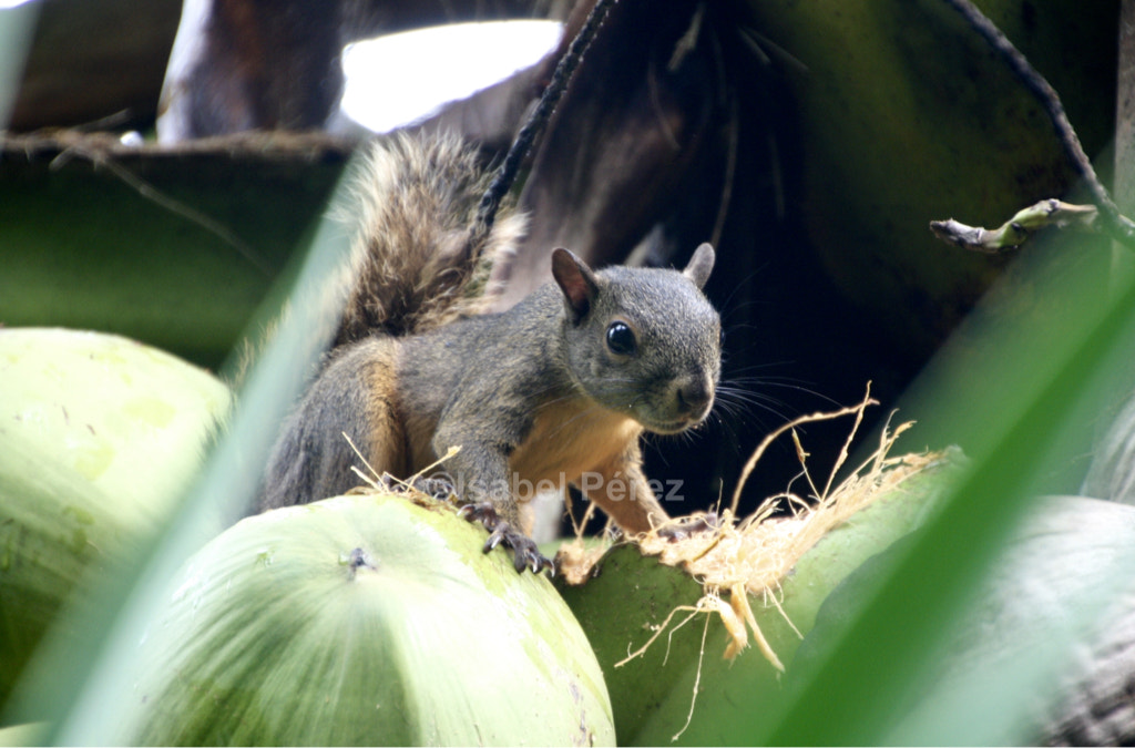 Canon EOS 400D (EOS Digital Rebel XTi / EOS Kiss Digital X) sample photo. Squirrel photography