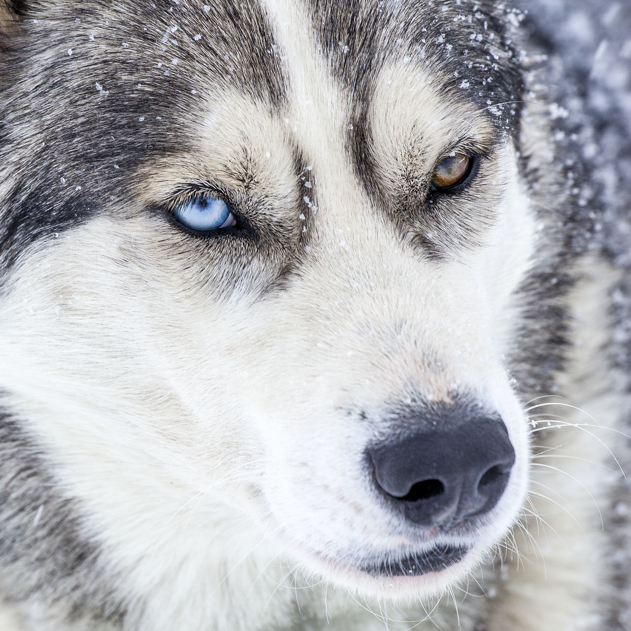 Canon EF 100-400mm F4.5-5.6L IS II USM sample photo. Blue eye photography