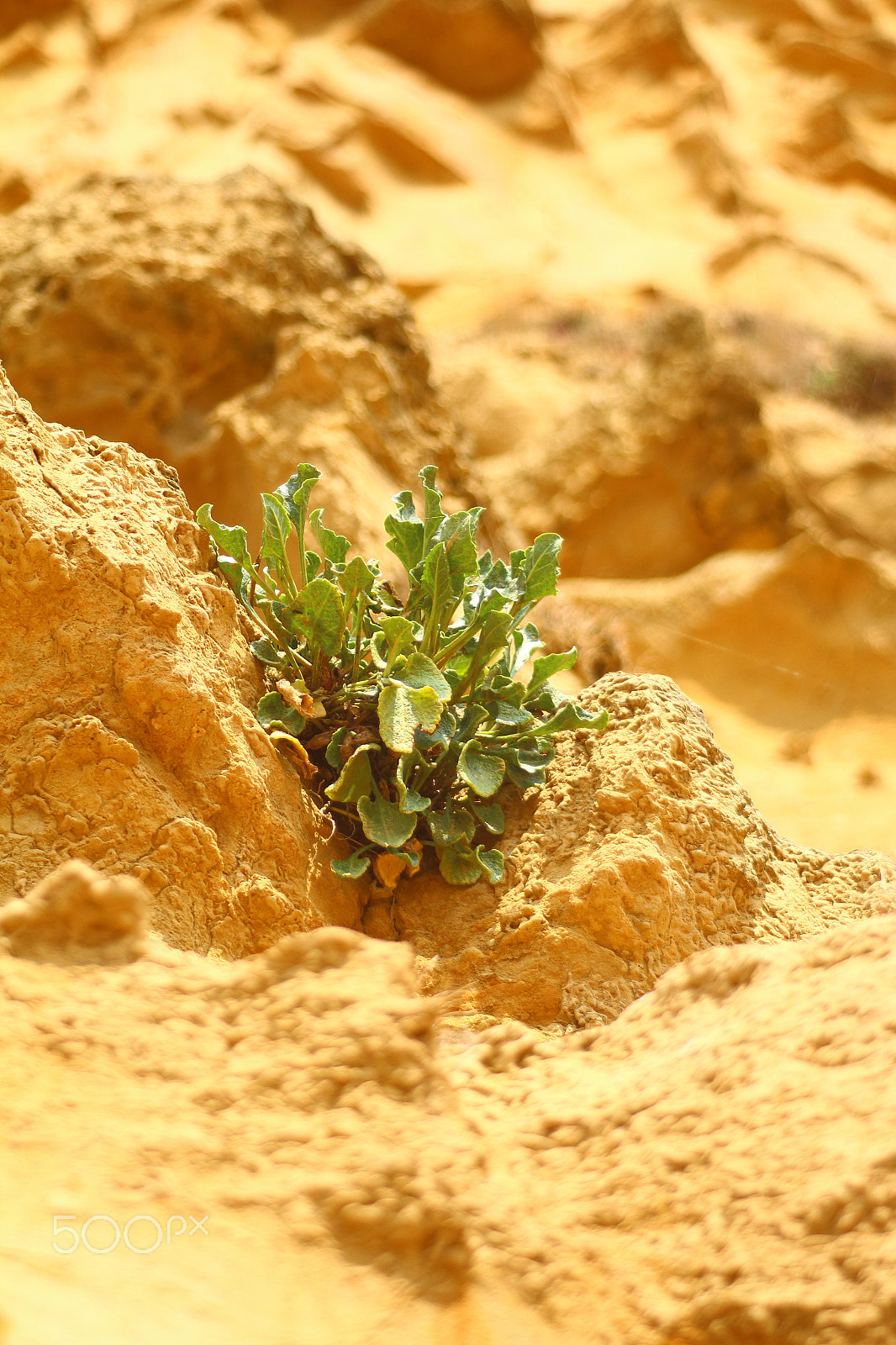 Canon EF 80-200mm F4.5-5.6 II sample photo. Sand and leaves photography