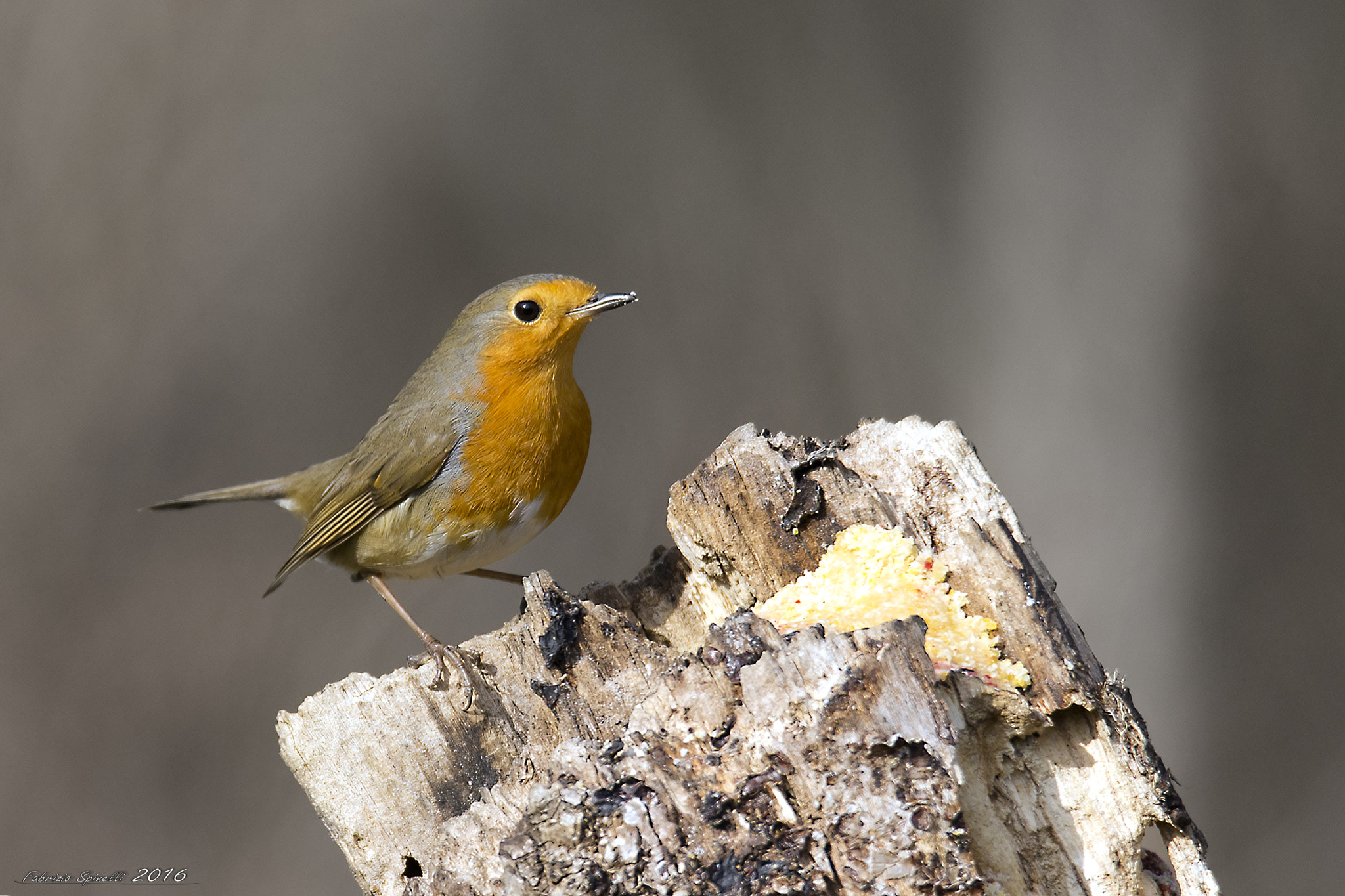 Sigma 150-600mm F5-6.3 DG OS HSM | C sample photo. Robin photography