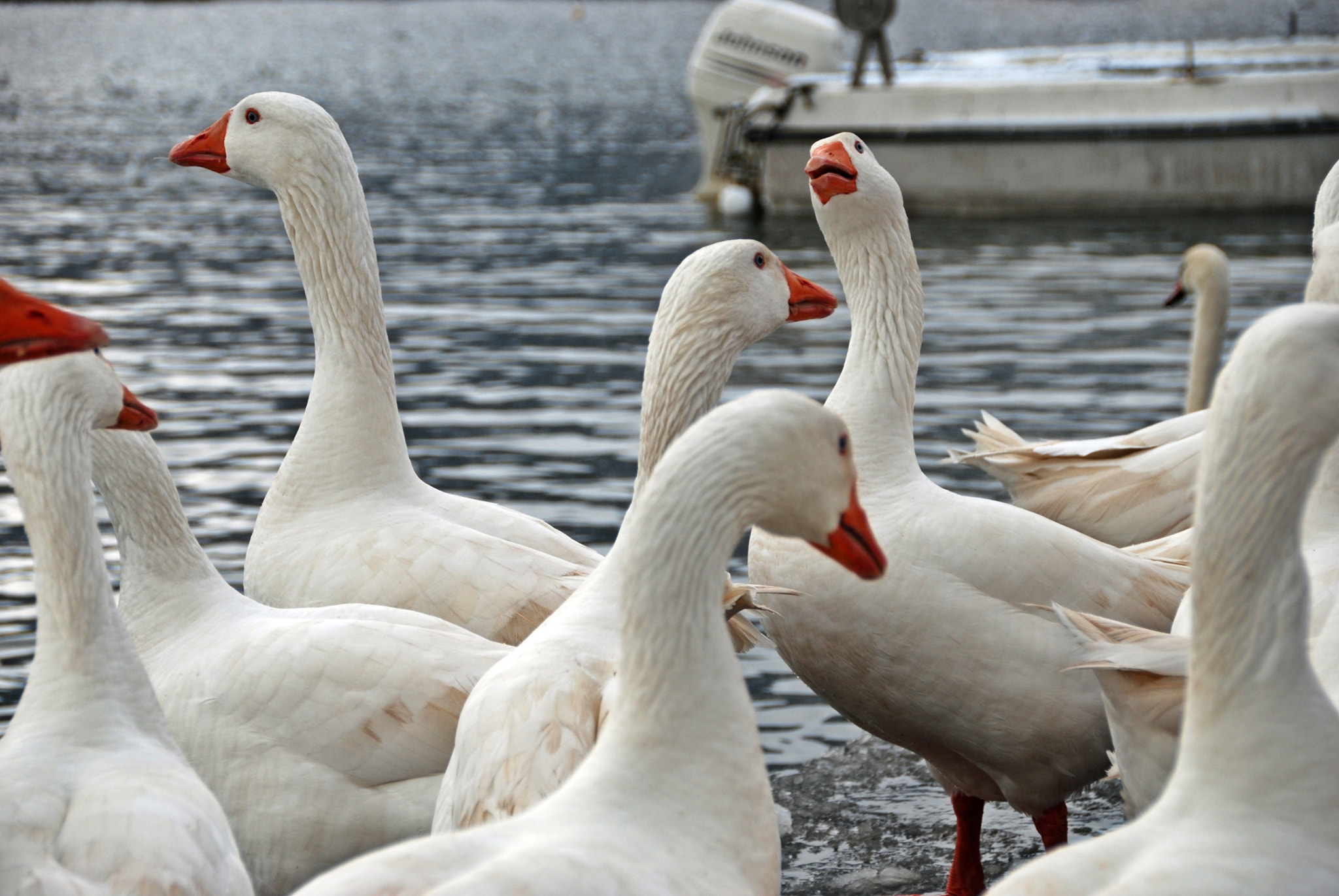 Sigma 18-200mm F3.5-6.3 II DC OS HSM sample photo. Swans meeting photography
