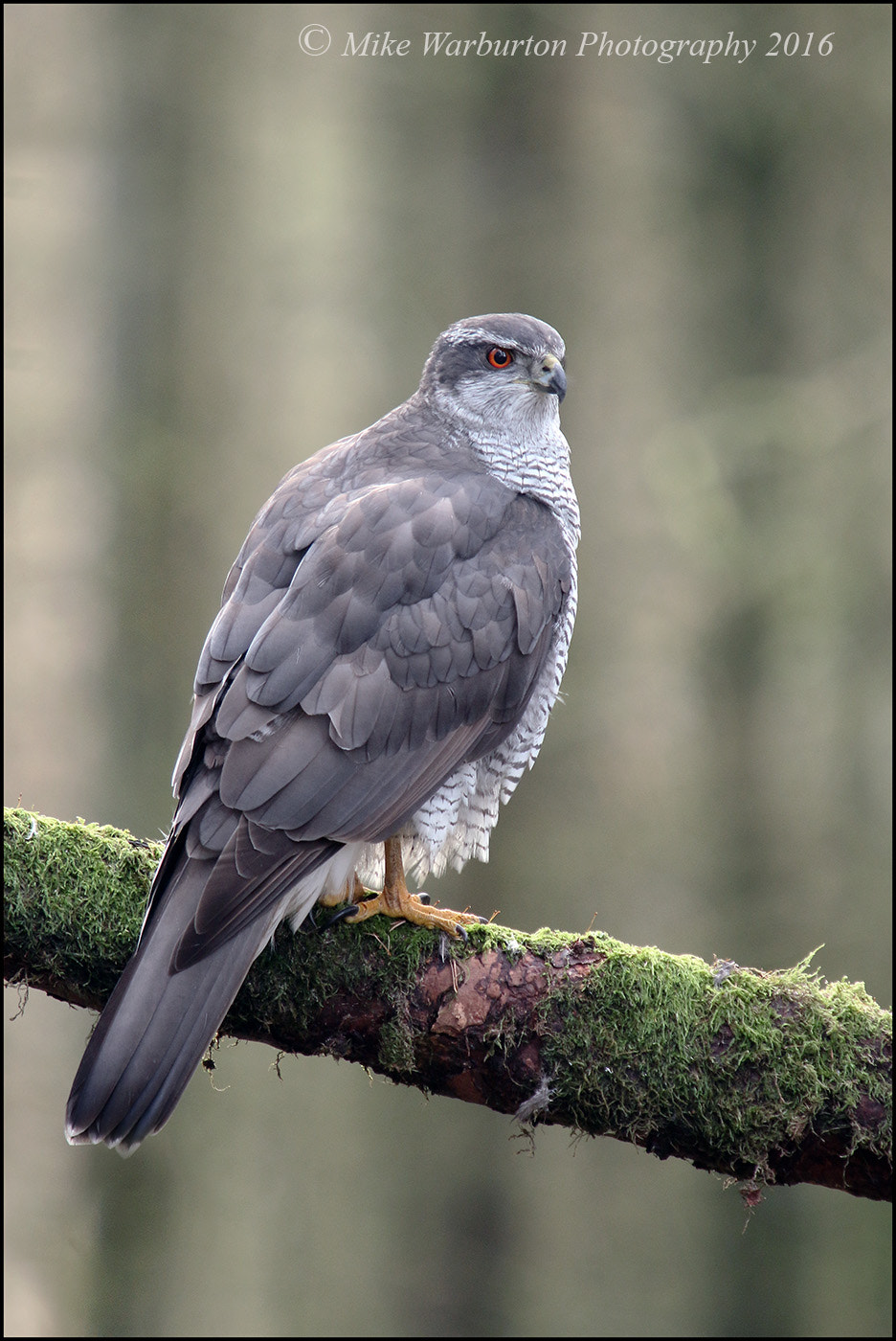 Sigma 50-500mm f/4-6.3 APO HSM EX sample photo. Northern goshawk (male) photography