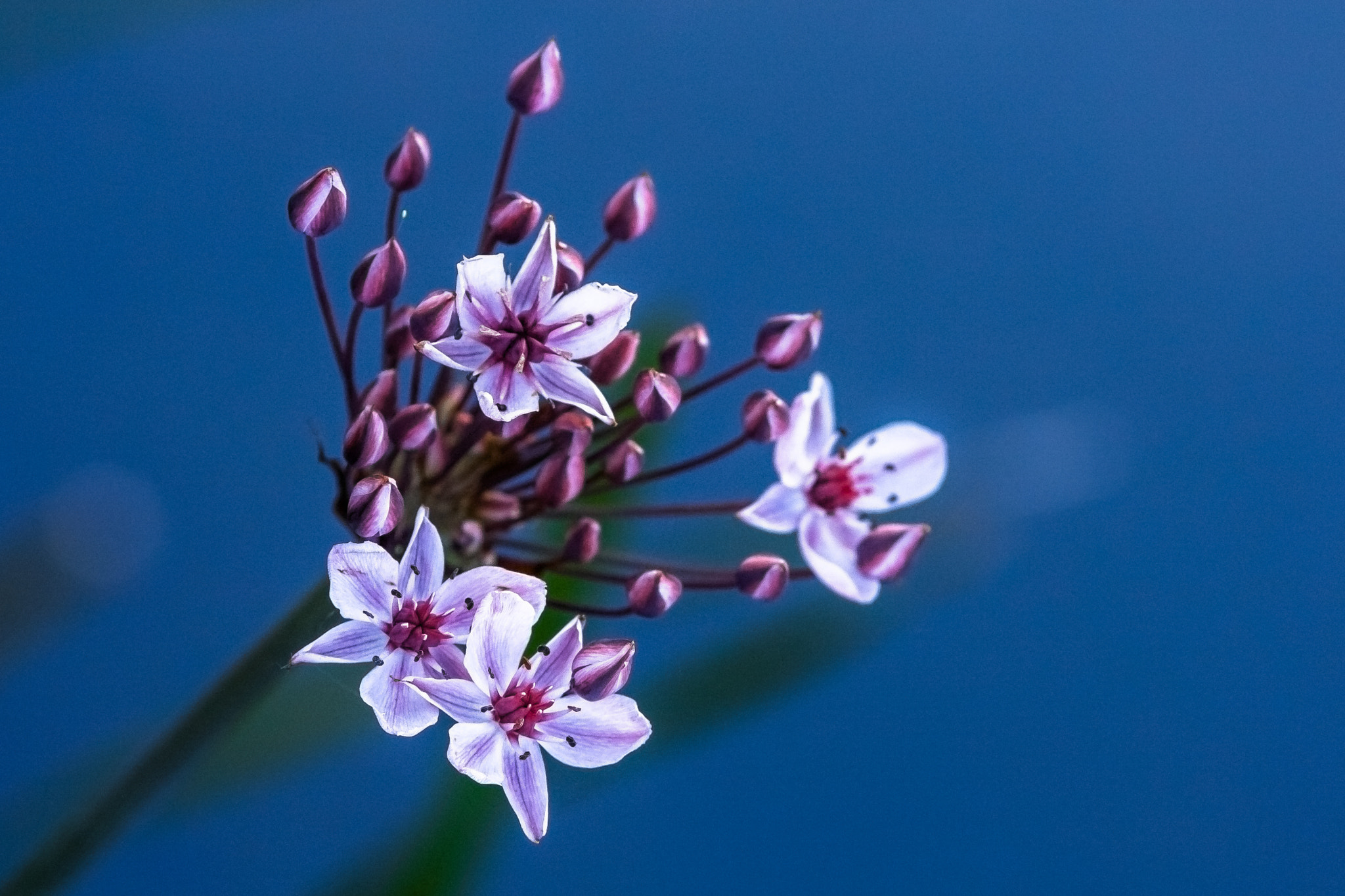 Canon EOS 40D + Canon EF 135mm F2.8 SF sample photo. Flowers photography