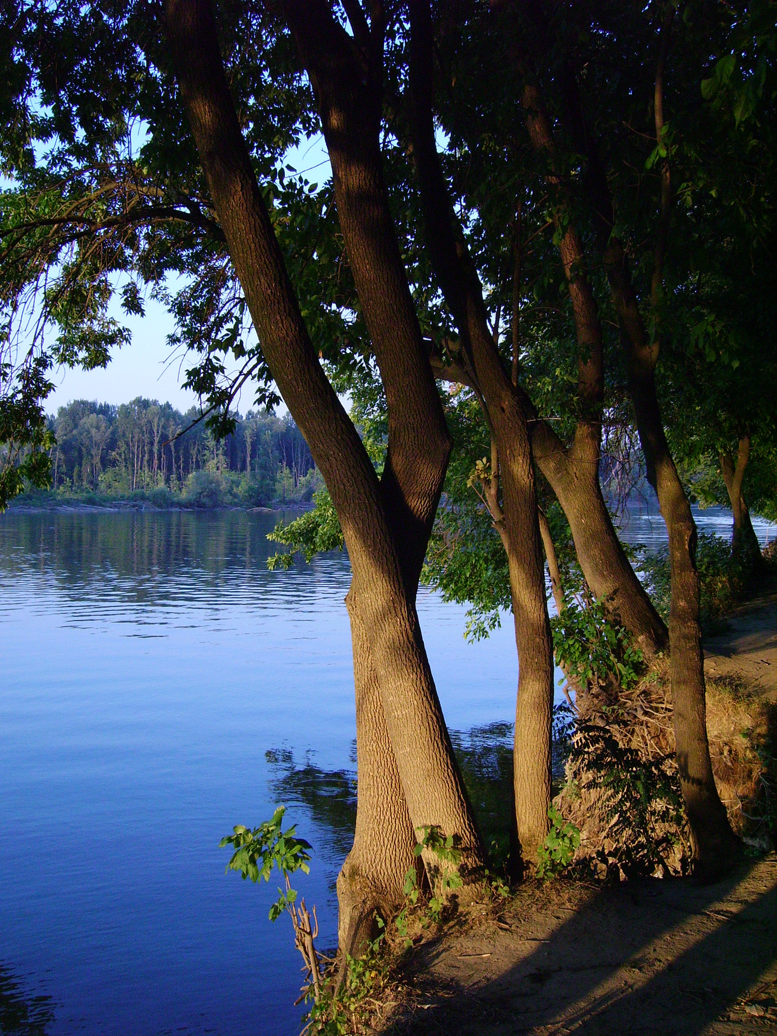 Pentax OPTIO 60 sample photo