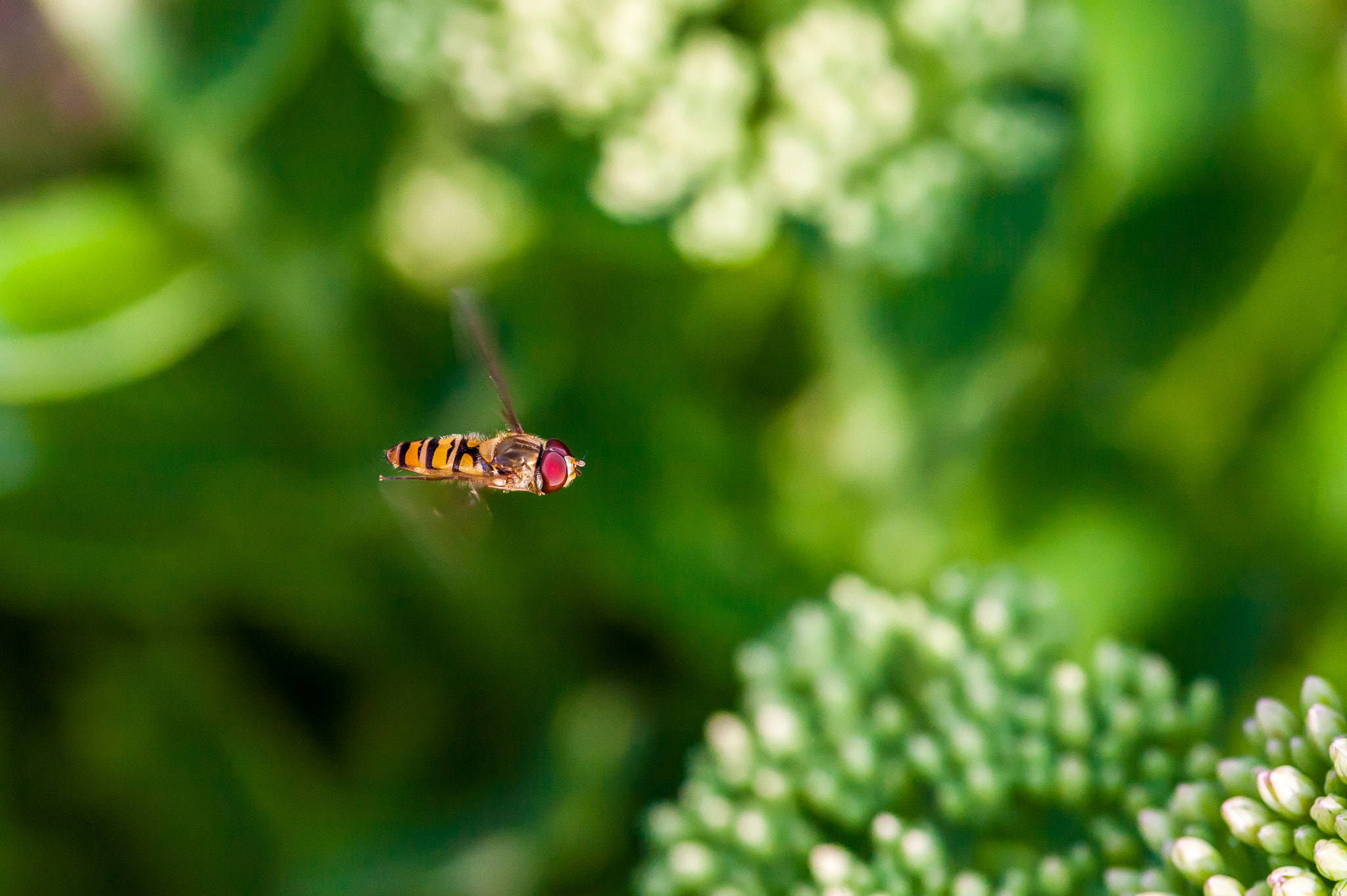 Canon EOS 5D + Canon EF 100mm F2.8 Macro USM sample photo. Flight photography