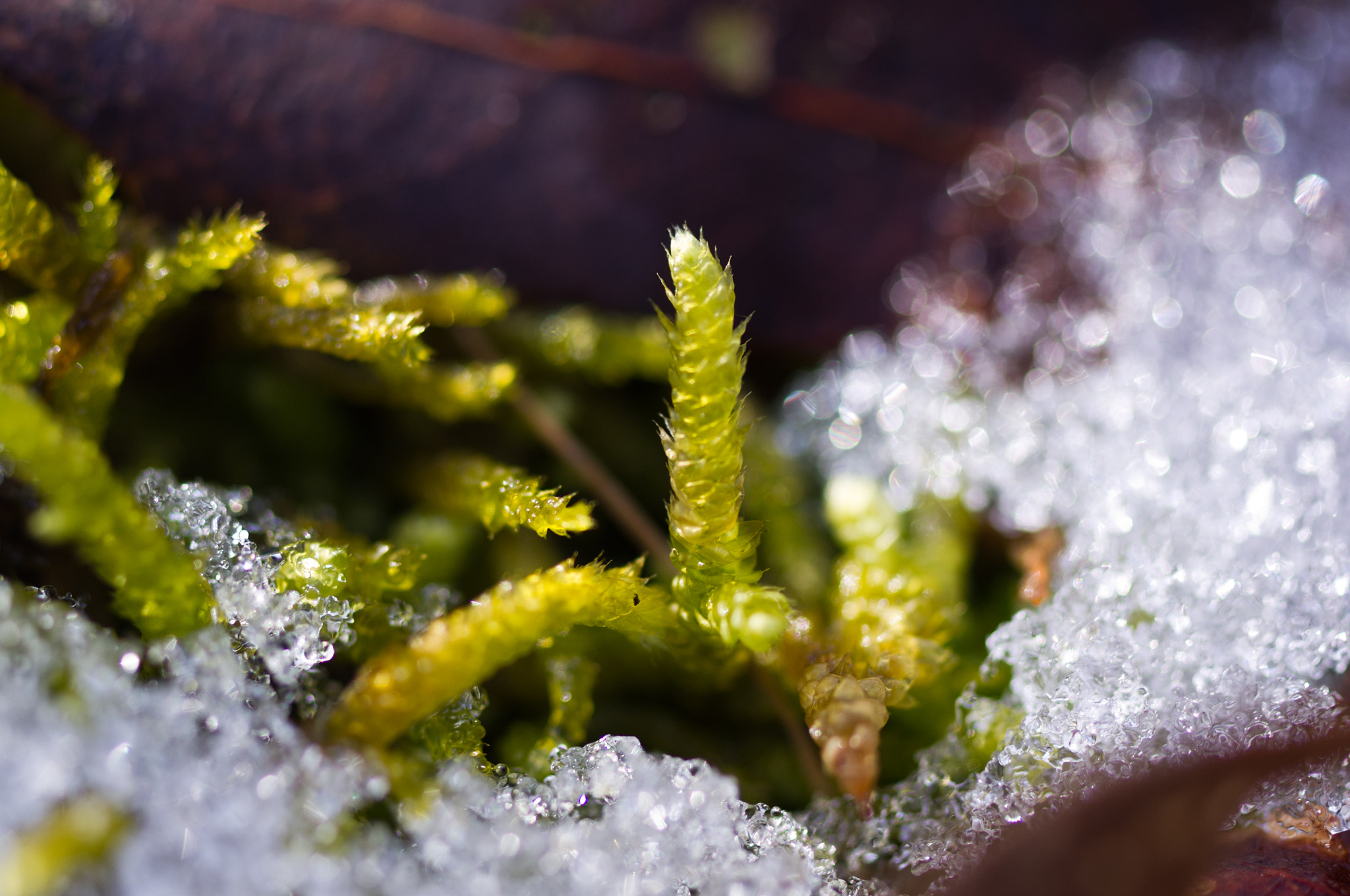 Pentax K-x sample photo. Moss & snow photography