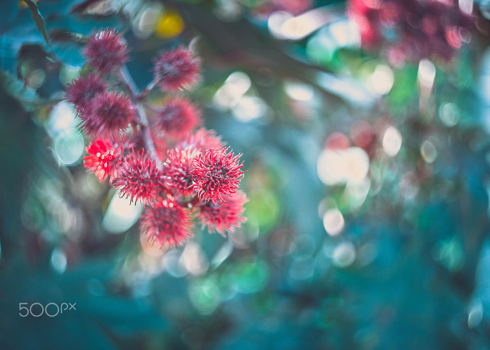 Canon EF 35-80mm f/4-5.6 sample photo. °°°°° photography