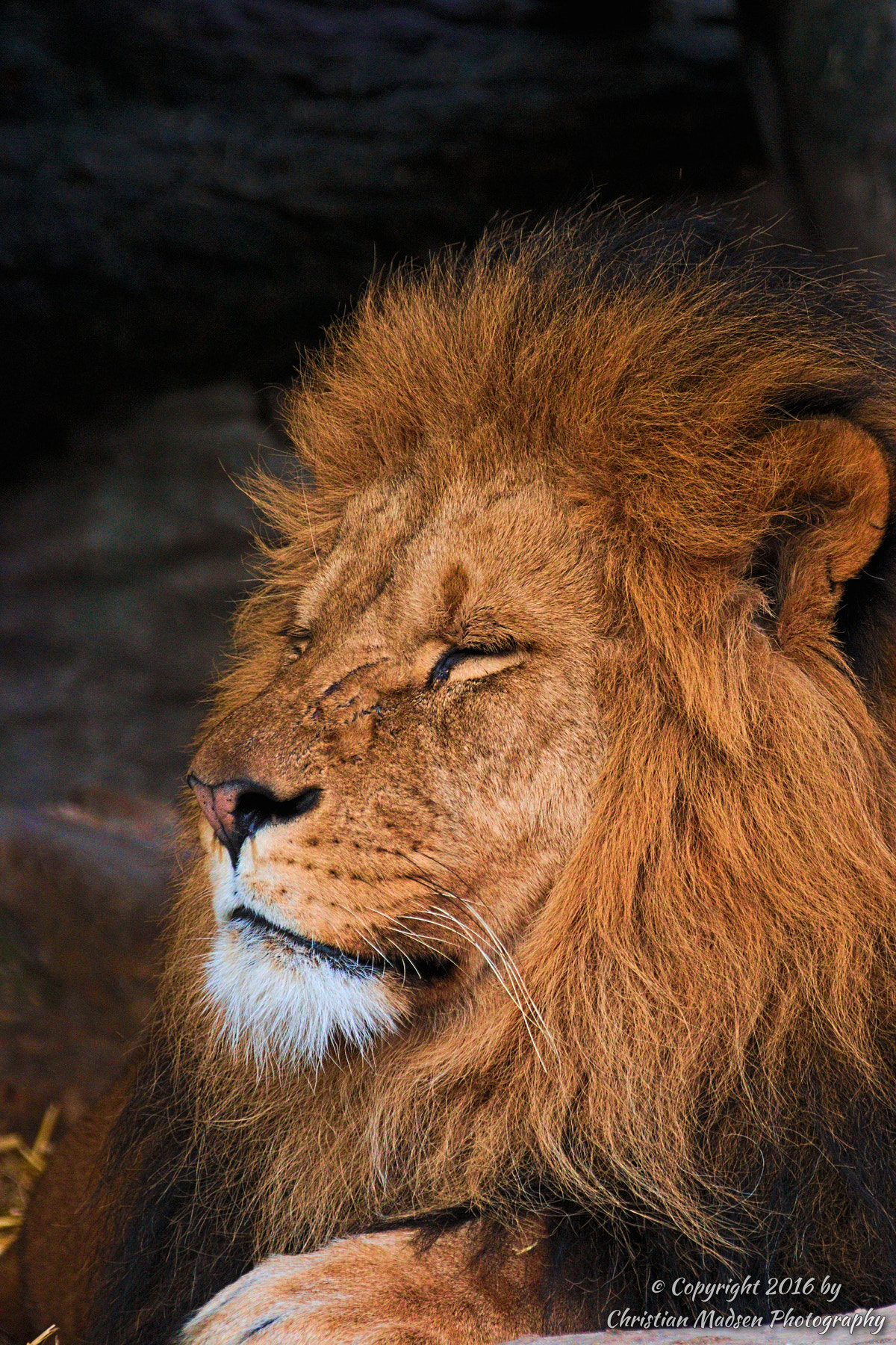 Canon EF 70-200mm F2.8L IS II USM sample photo. Lion portrait photography